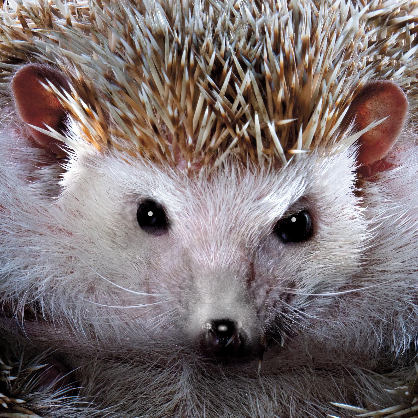 Hedgehog #1 - Signed limited edition wildlife fine art, Contemporary square - Photograph by Tim Platt