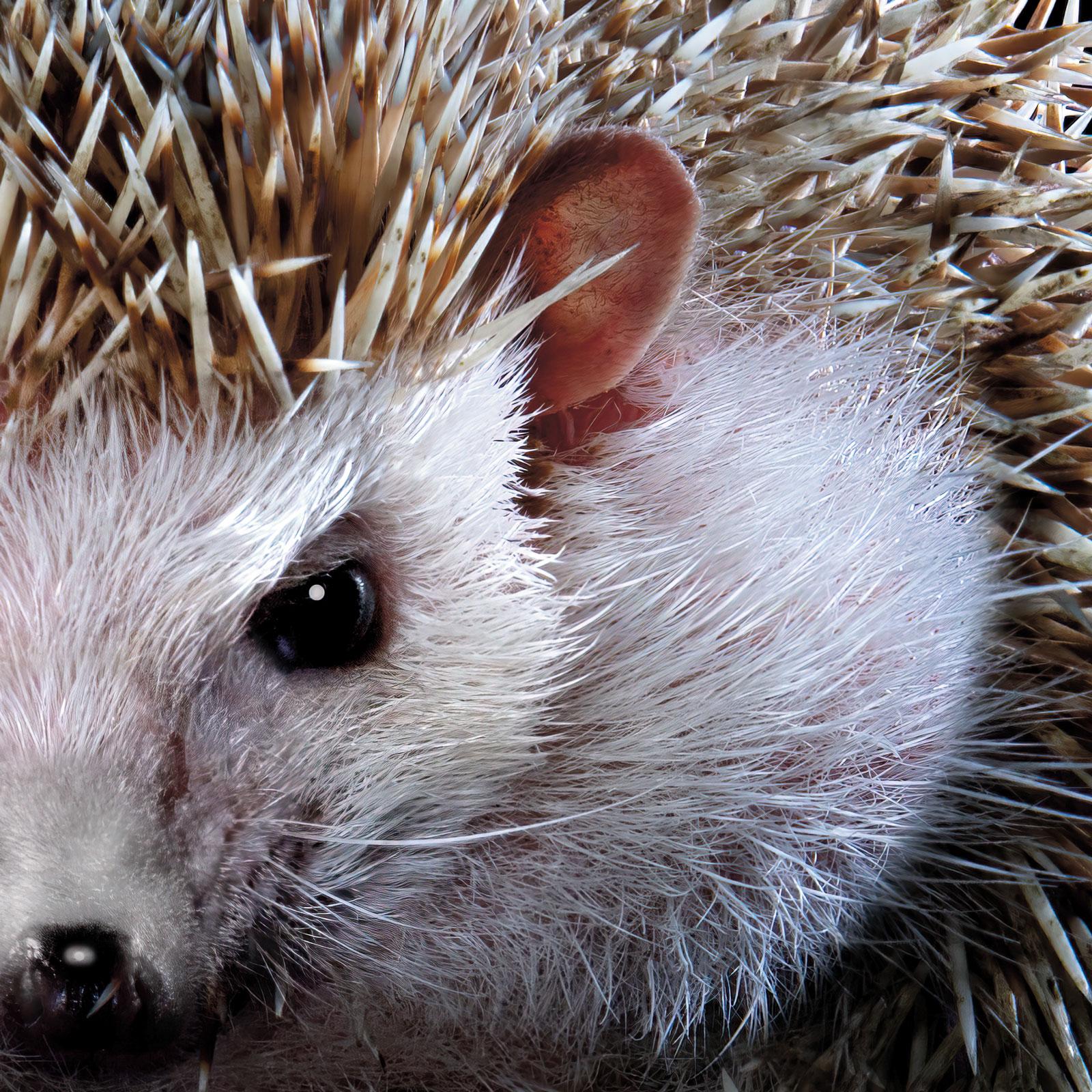Hedgehog #1 - Signed limited edition wildlife fine art, Contemporary square - Modern Photograph by Tim Platt