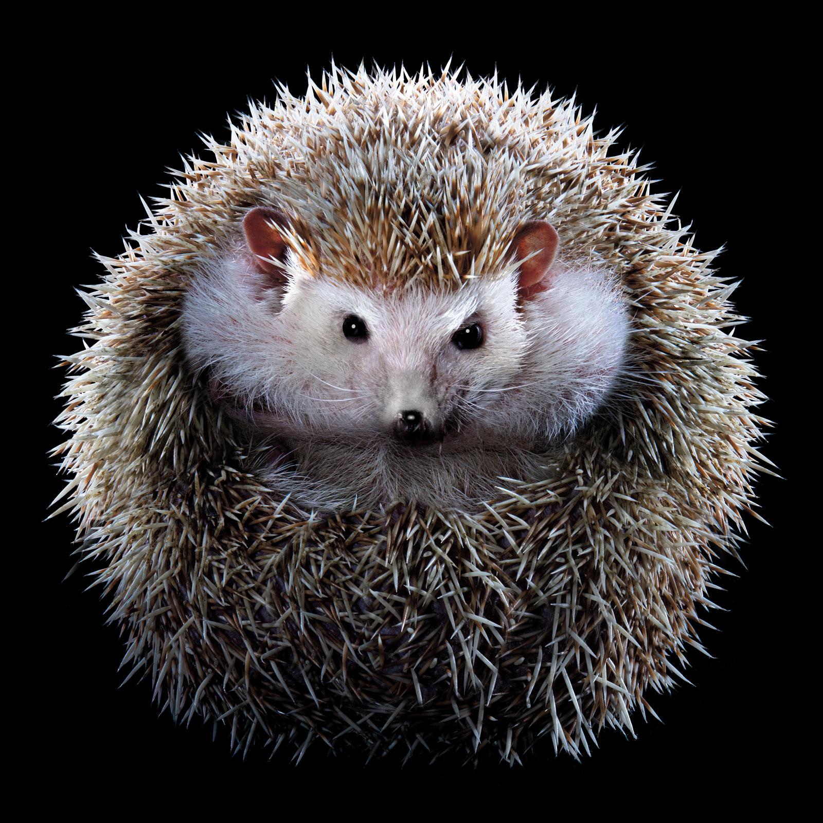 Tim Platt Color Photograph – Hedgehog #1 - Signierte limitierte Auflage Wildtier Kunst, Contemporary Quadrat