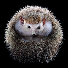 Hedgehog #1 - Édition limitée signée d'art animalier, Carré contemporain