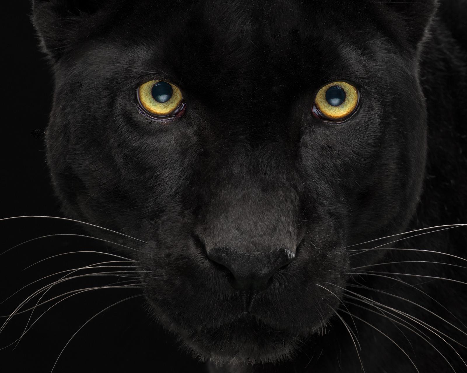 Leopard #2 - Animal signed limited edition contemporary fine art print, black  - Photograph by Tim Platt