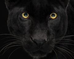Leopard #2 -Animal signierter zeitgenössischer Kunstdruck in limitierter Auflage, schwarz