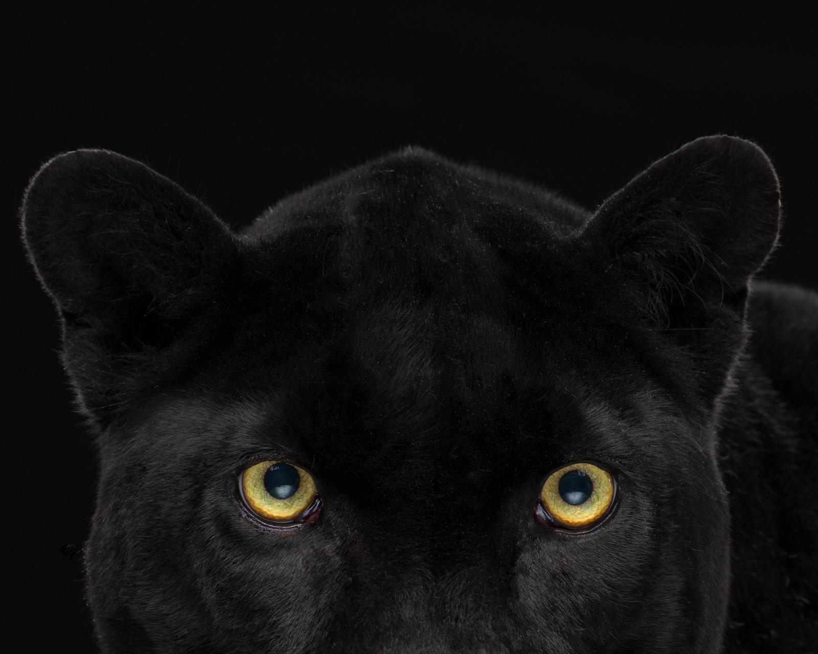 black jaguar at night
