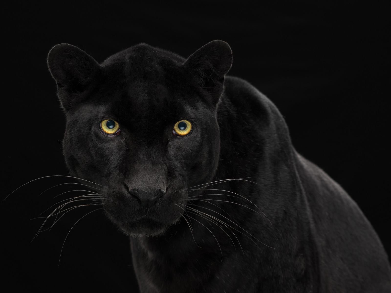 Leopard #2 – Tier signierter zeitgenössischer Kunstdruck in limitierter Auflage, schwarz  (Schwarz), Portrait Photograph, von Tim Platt