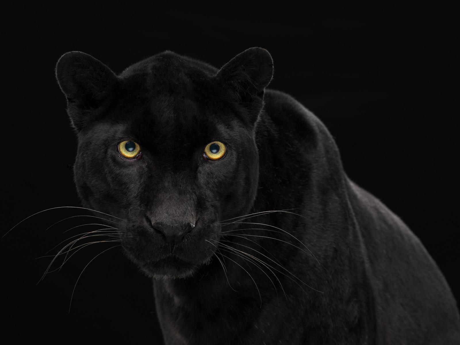 Leopardo nº 2 -Impresión contemporánea a gran escala firmada por un animal, edición limitada, negro 