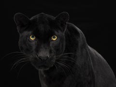Leopard #2 -  Signierter Kunstdruck in limitierter Auflage, großformatige Fotografie