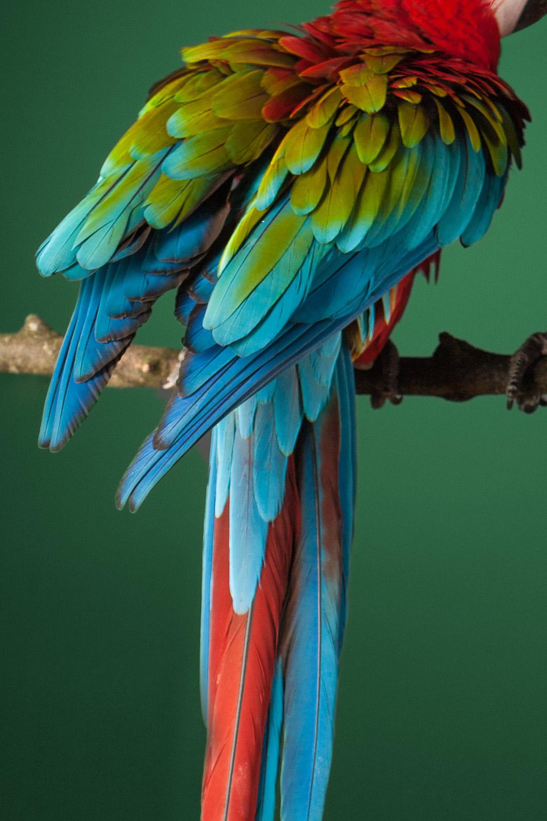 Macaw #2 - Tier signiert limitierte Auflage Vogel zeitgenössischen Kunstdruck, Grün (Zeitgenössisch), Photograph, von Tim Platt
