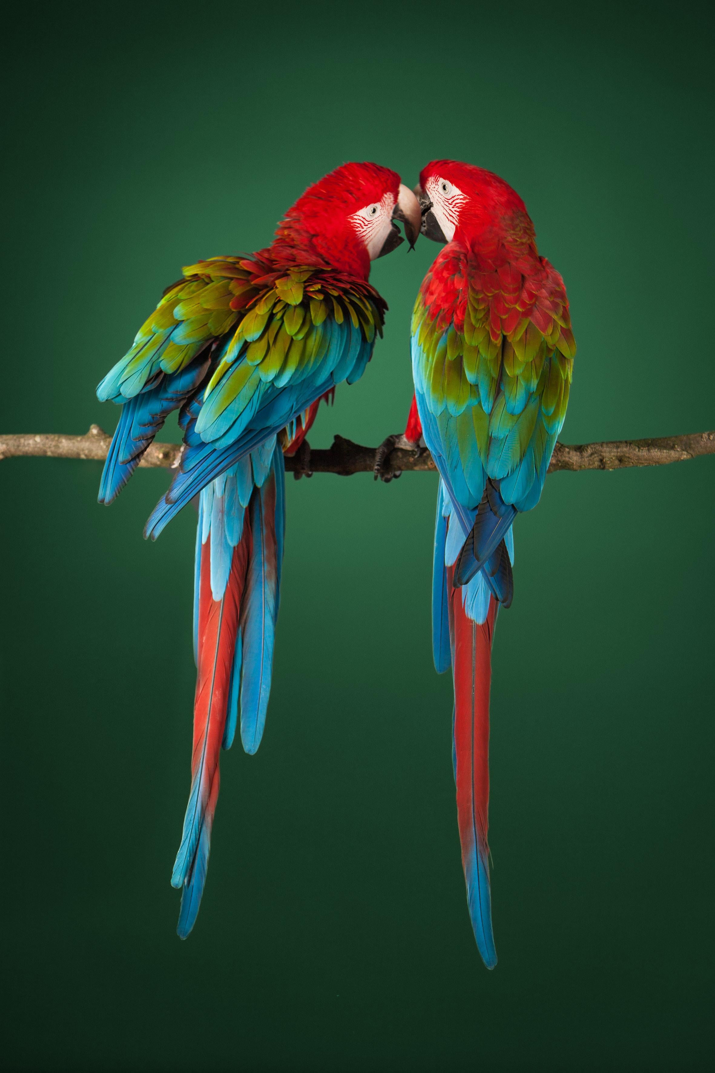 Macaw #2 – Tier signierter zeitgenössischer Vogel-Kunstdruck in limitierter Auflage, Grün (Schwarz), Color Photograph, von Tim Platt