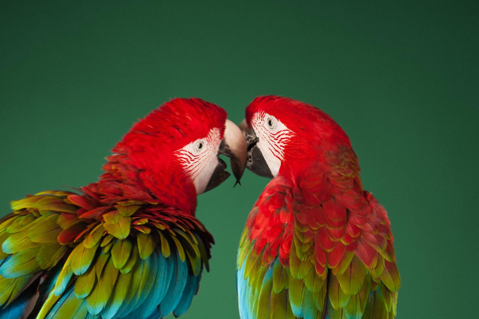 Macaw #2 - Animal signed limited edition bird contemporary fine art print, Green - Black Color Photograph by Tim Platt