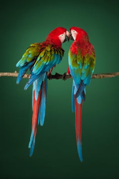 Macaw #2 -  Signed limited edition fine art print, Large format photograph