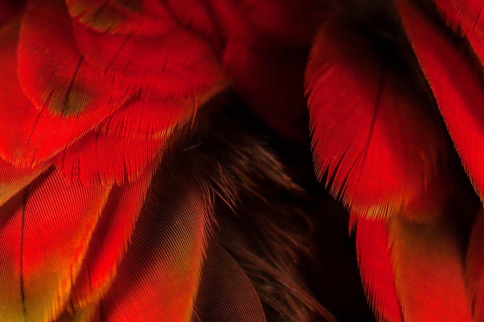 Macaw #5 -Animal signed limited edition bird contemporary fine art print, Red - Photograph by Tim Platt