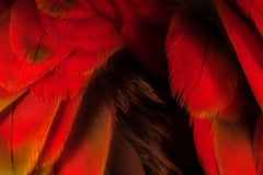 Macaw #5 -Animal signed limited edition bird contemporary fine art print, Red
