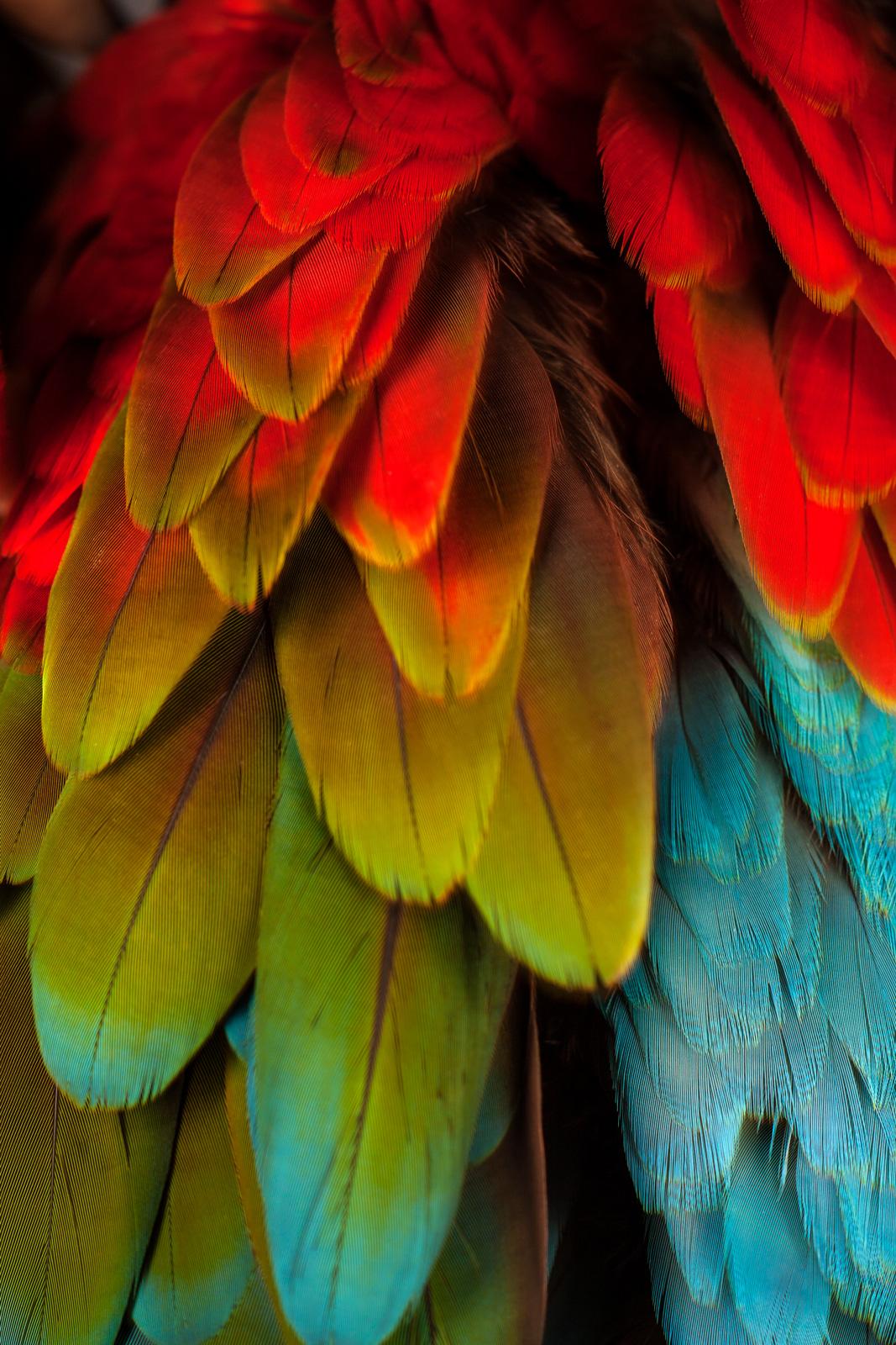 Macaw #5 - Animal signed limited edition contemporary fine art print, Bird, Red - Brown Color Photograph by Tim Platt