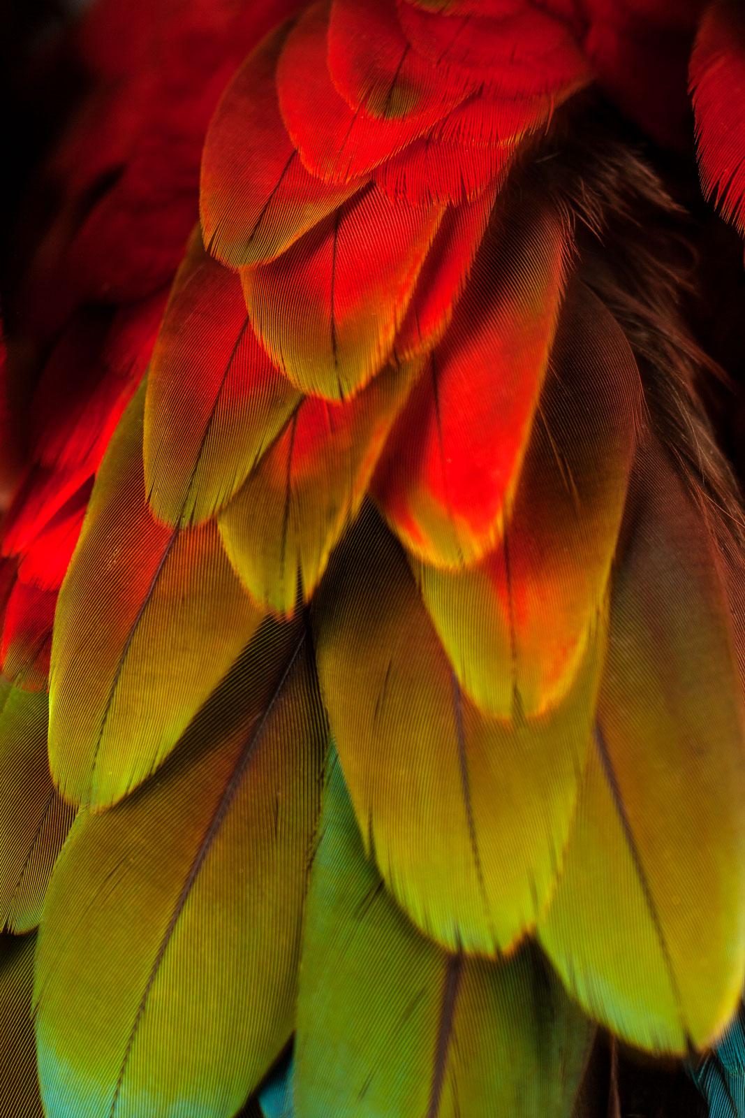 Macaw #5  -  Signed limited edition archival pigment print  -  Edition of 3

The iridescent feathers of a Green-Winged Macaw. The feathers of the middle wing transition from red to yellow and green with blue tips.

Animal photography is about being