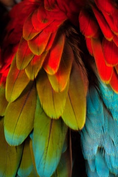 Macaw #5  -  Signed limited edition fine art print, Large scale photograph