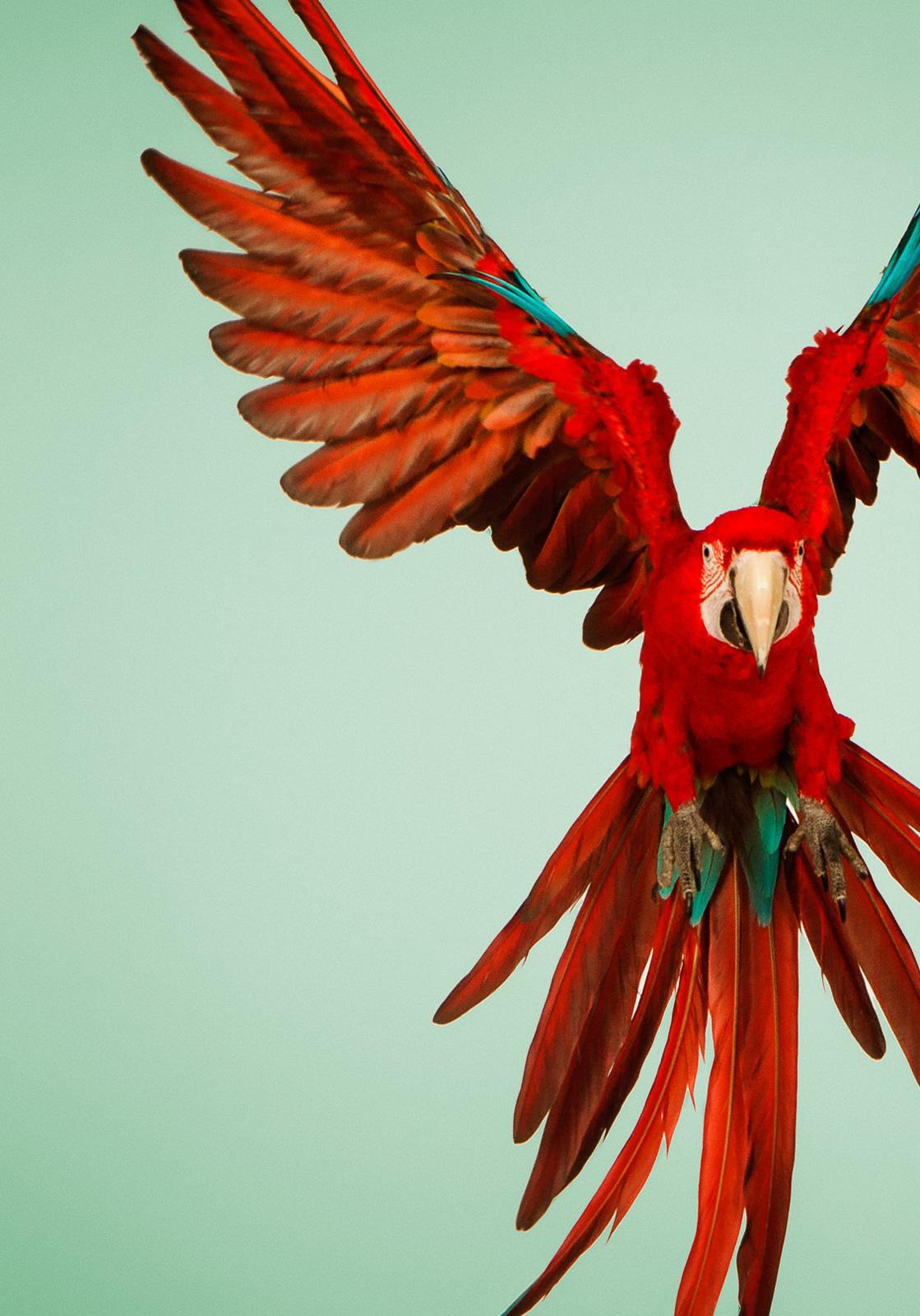  Macaw #6   -  Signed limited edition archival pigment print  -  Edition of 3

Green-Winged Macaw in flight. These large parrots can be mistaken for a Scarlet Macaw as their plumage is mainly red from the front. They are the second largest parrots