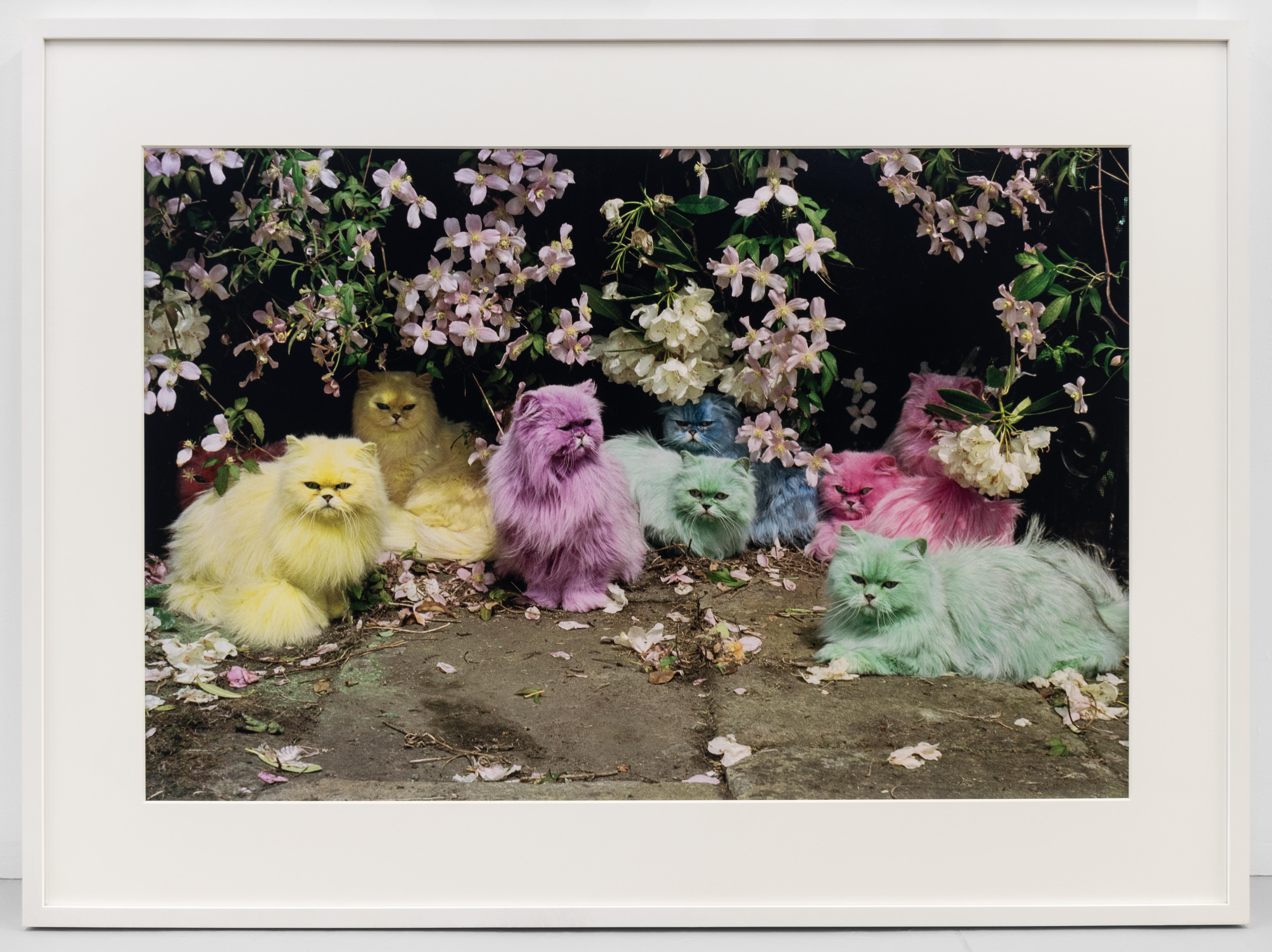 Pastel Cats - Contemporary Photograph by Tim Walker