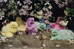 Pastel Cats
