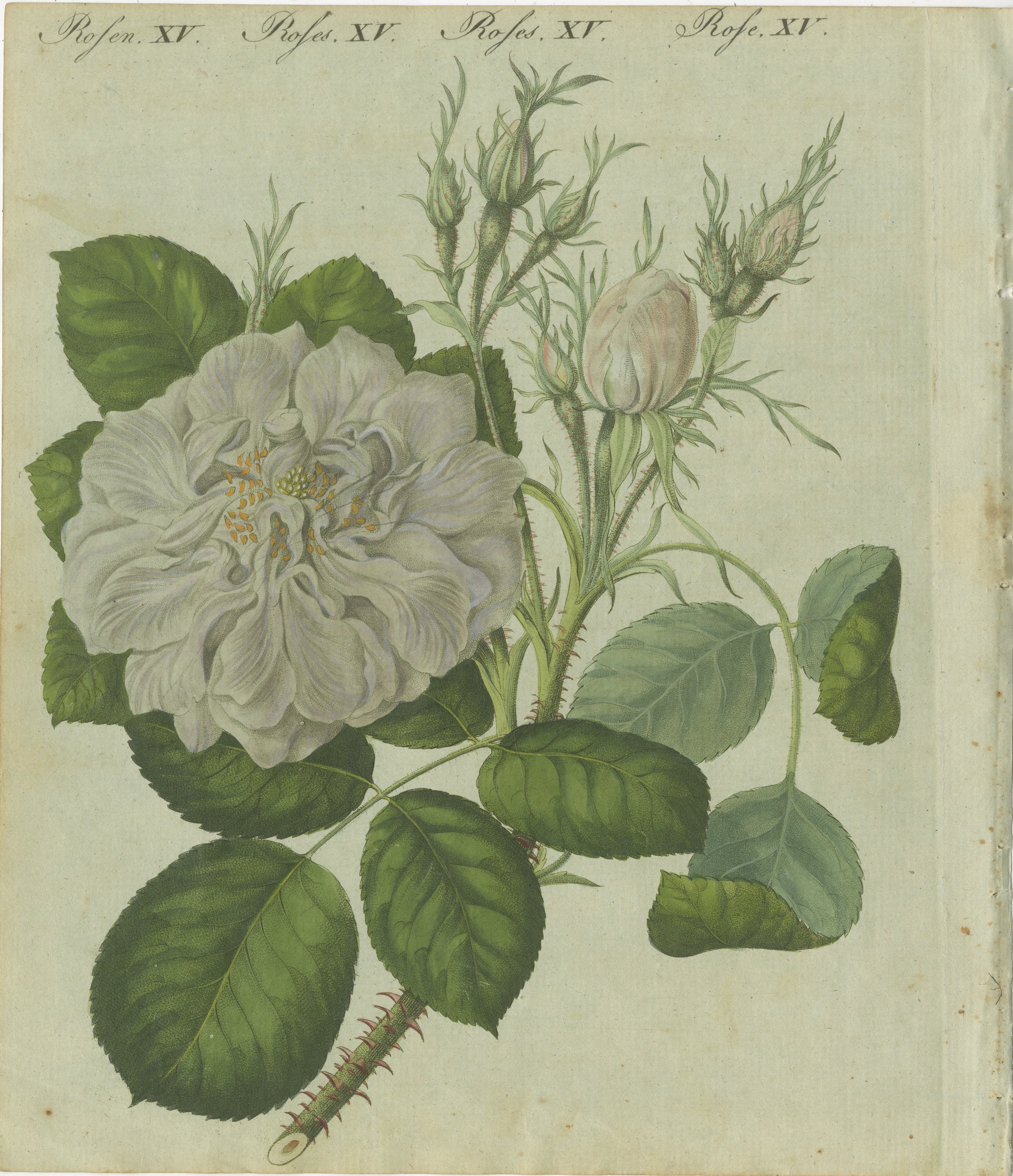Title: Exquisite Hand-Colored Engraving of a White Rose, 1805  

Description: This hand-colored copperplate engraving showcases a delicate white rose in full bloom, surrounded by budding flowers and lush green leaves. The meticulous attention to
