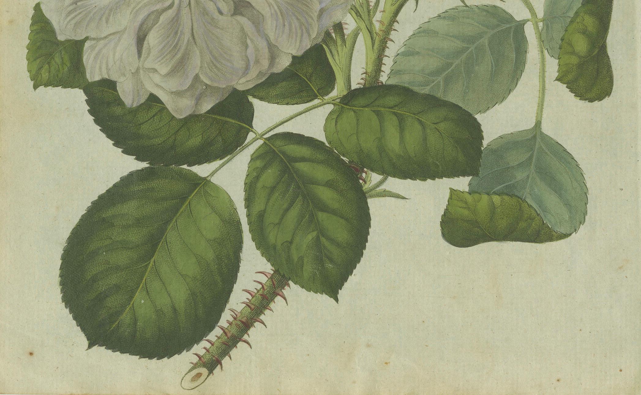 Engraved Timeless Elegance: Hand-Colored White Rose Botanical Engraving from 1805