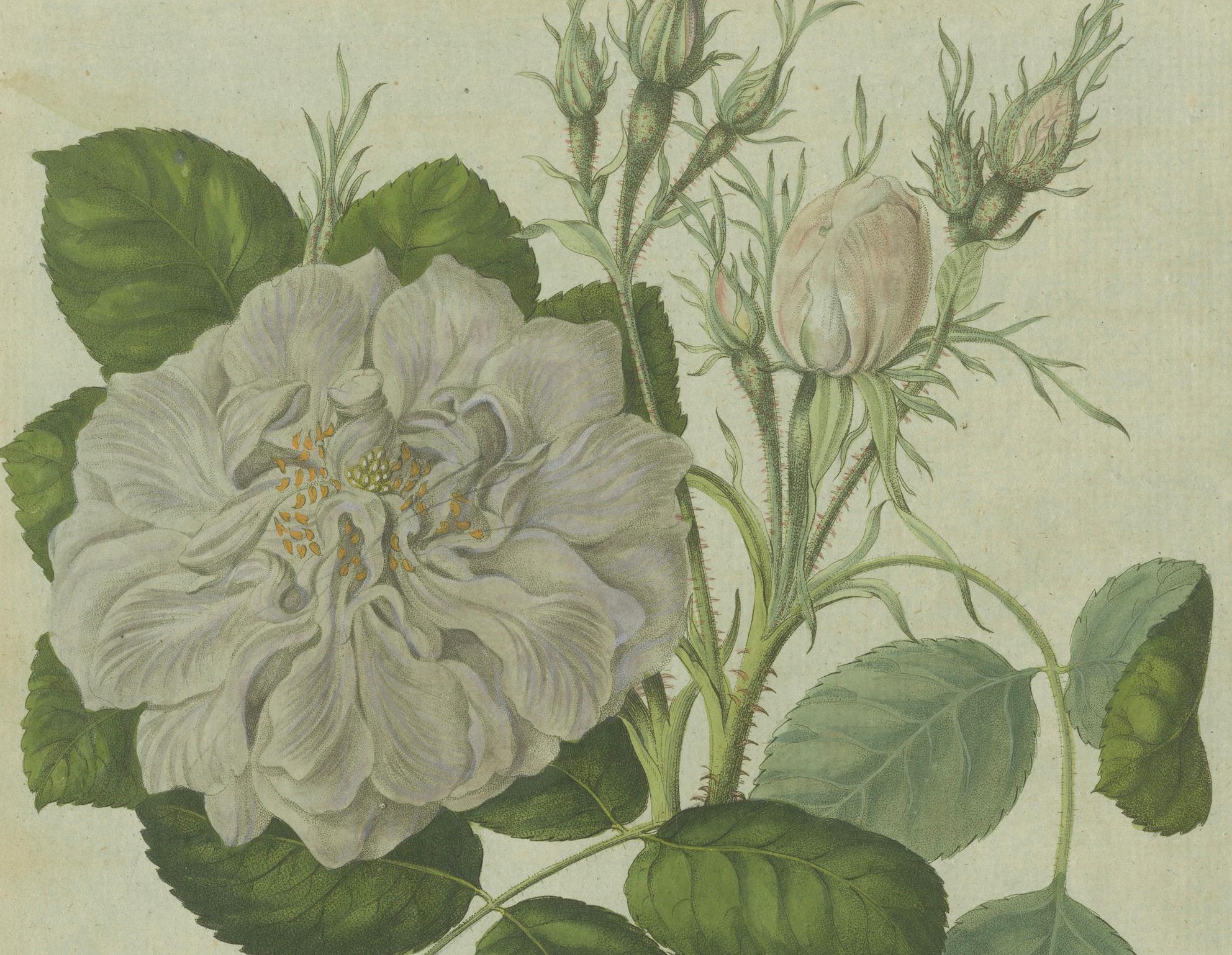 Timeless Elegance: Hand-Colored White Rose Botanical Engraving from 1805 In Good Condition In Langweer, NL