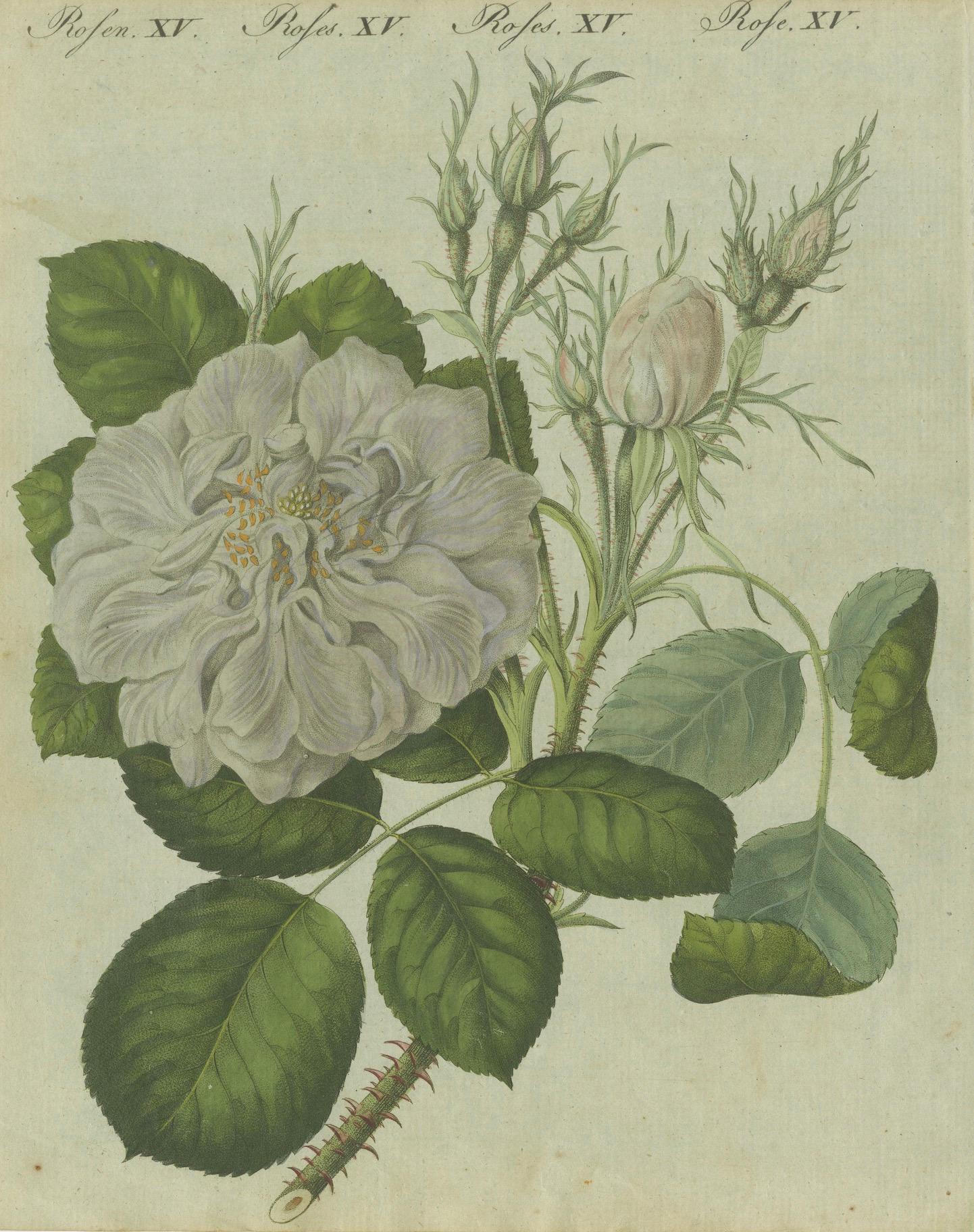 Early 19th Century Timeless Elegance: Hand-Colored White Rose Botanical Engraving from 1805