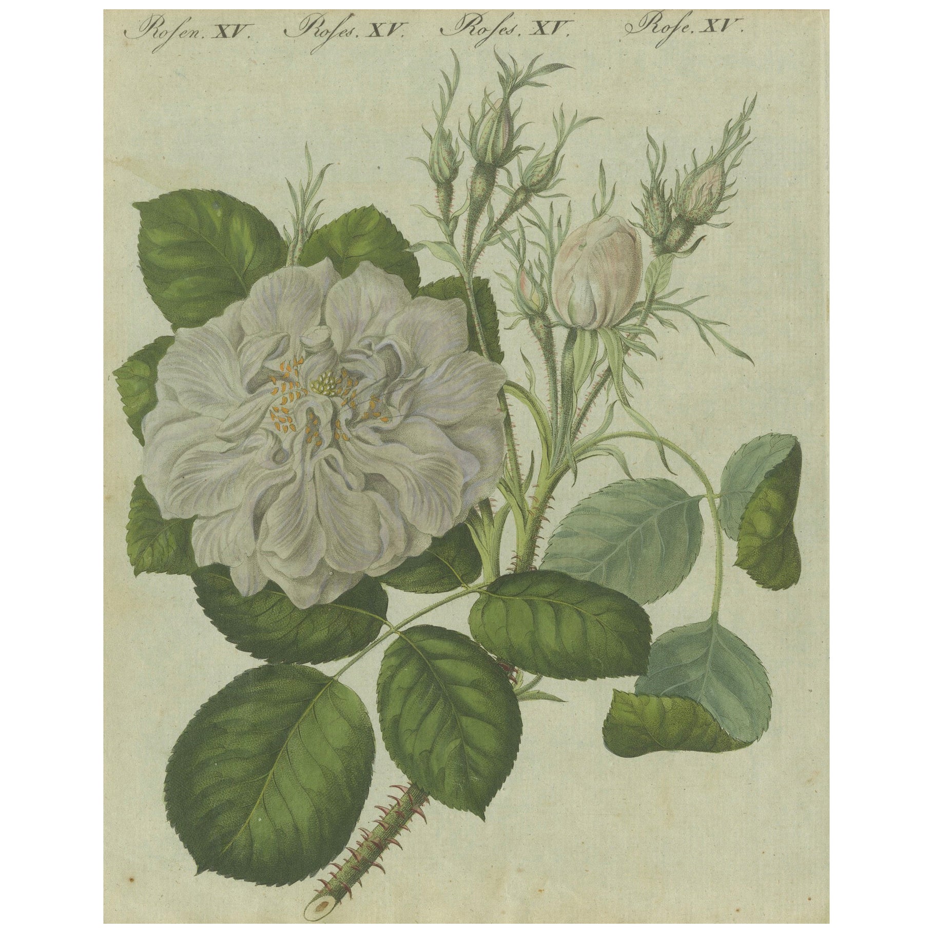 Timeless Elegance: Hand-Colored White Rose Botanical Engraving from 1805