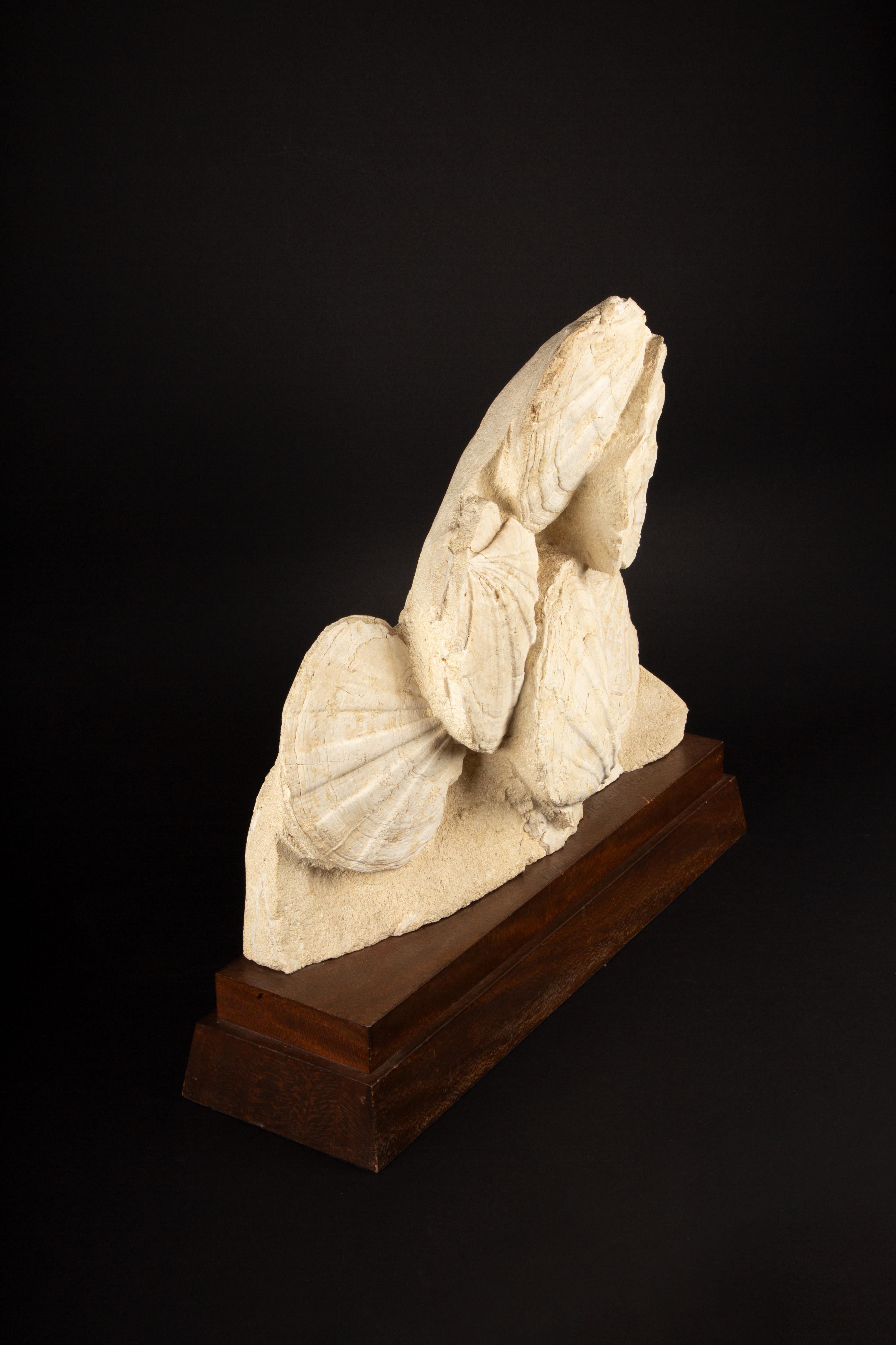 Timeless Elegance: Mounted Fossilized Scallops from Prehistoric Seas 4