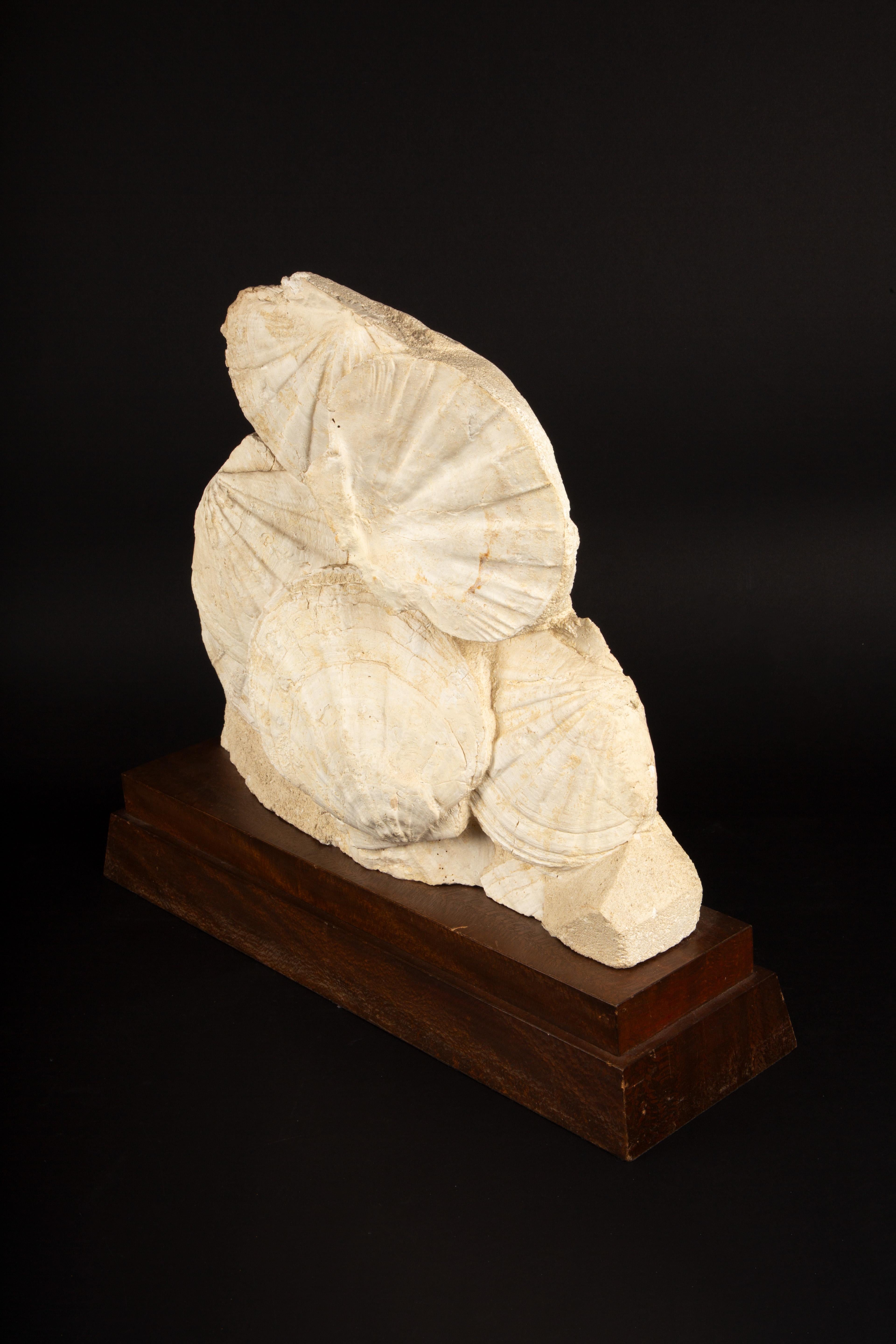 Timeless Elegance: Mounted Fossilized Scallops from Prehistoric Seas 5