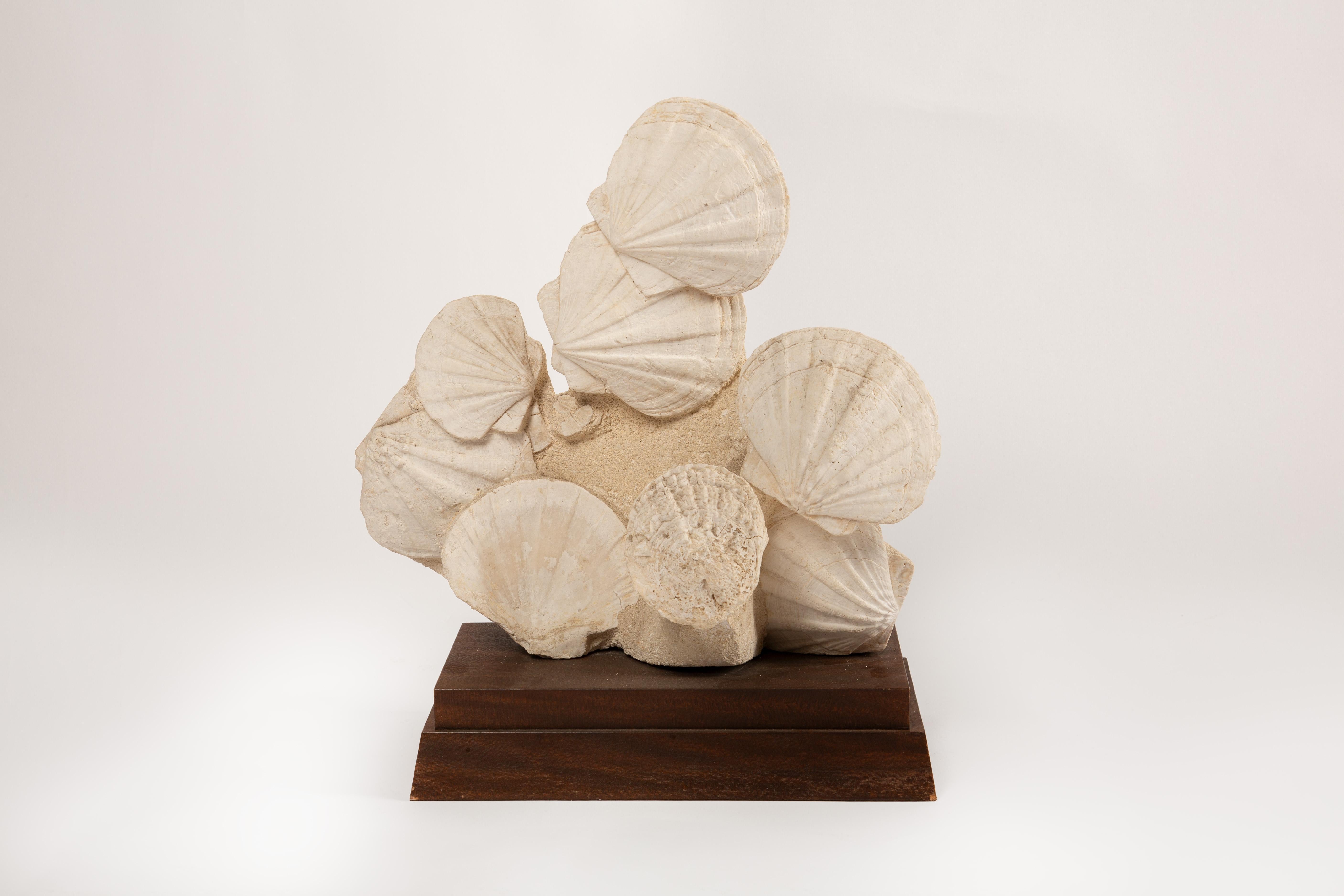 Fossile di Pecten latissimus su base di legno. Questo straordinario esemplare fossile mette in mostra un incredibile gruppo di Pecten latissimus, o conchiglie di capesante, splendidamente conservate e montate su una base di legno personalizzata.