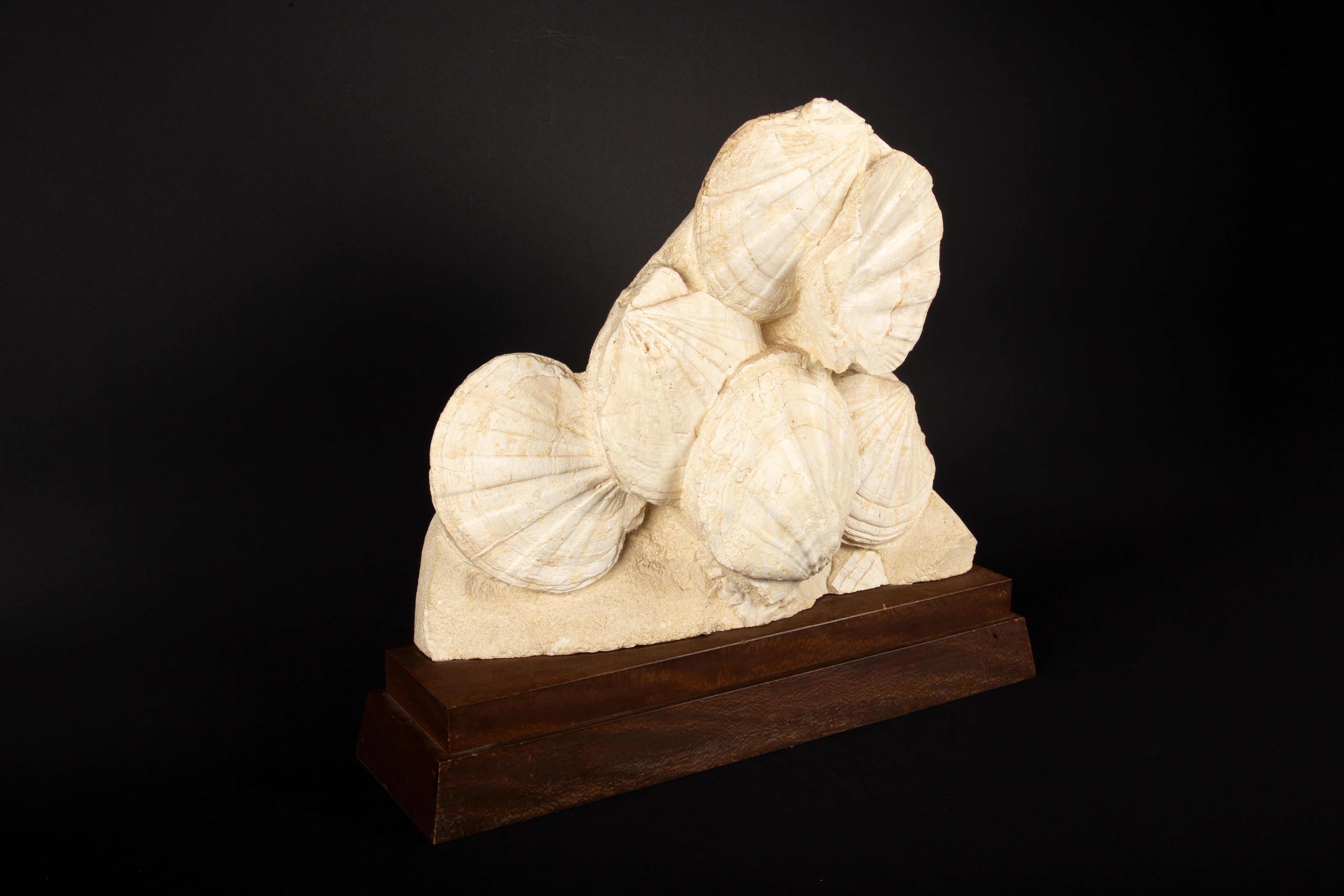 French Timeless Elegance: Mounted Fossilized Scallops from Prehistoric Seas