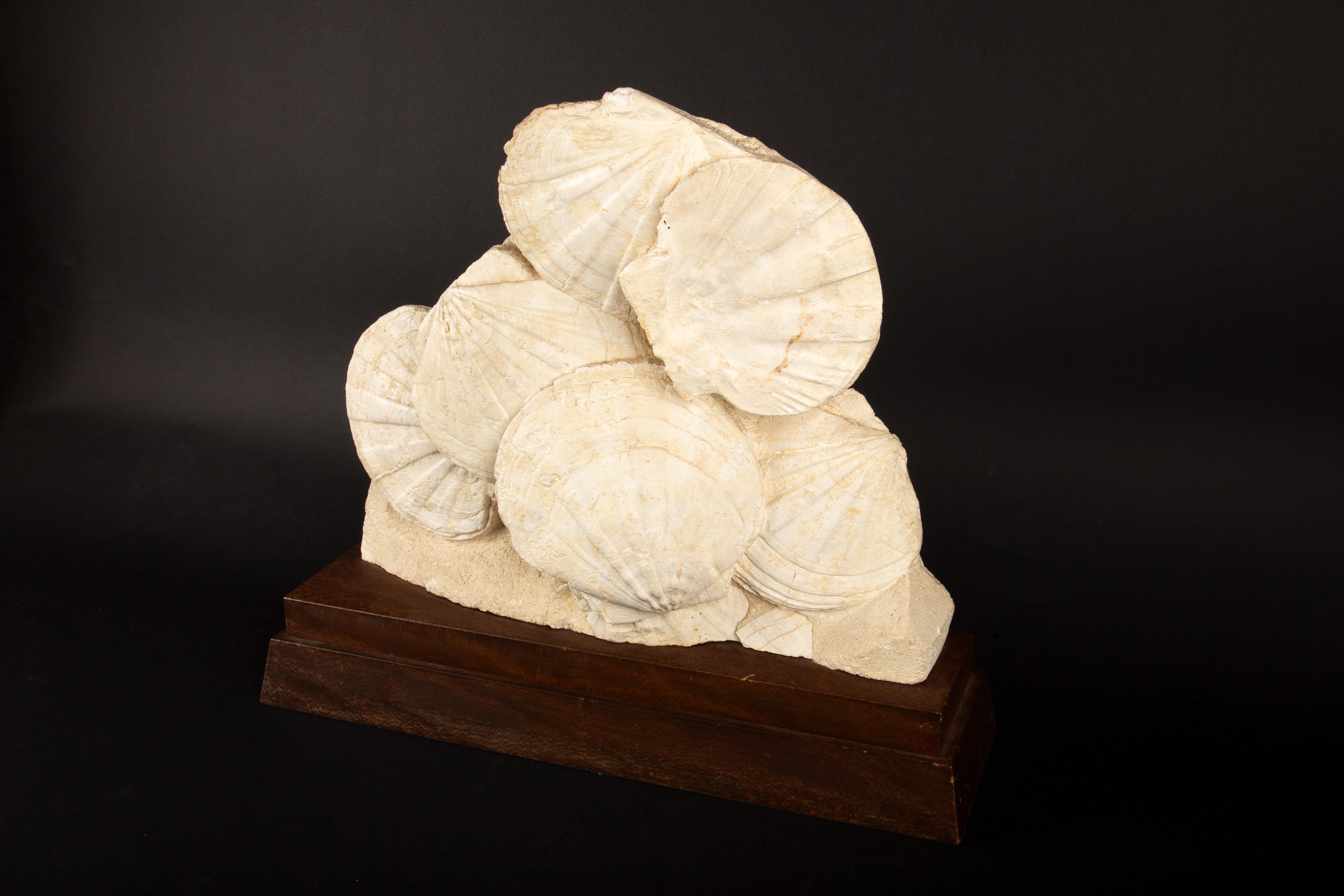 Timeless Elegance: Mounted Fossilized Scallops from Prehistoric Seas In Excellent Condition In New York, NY