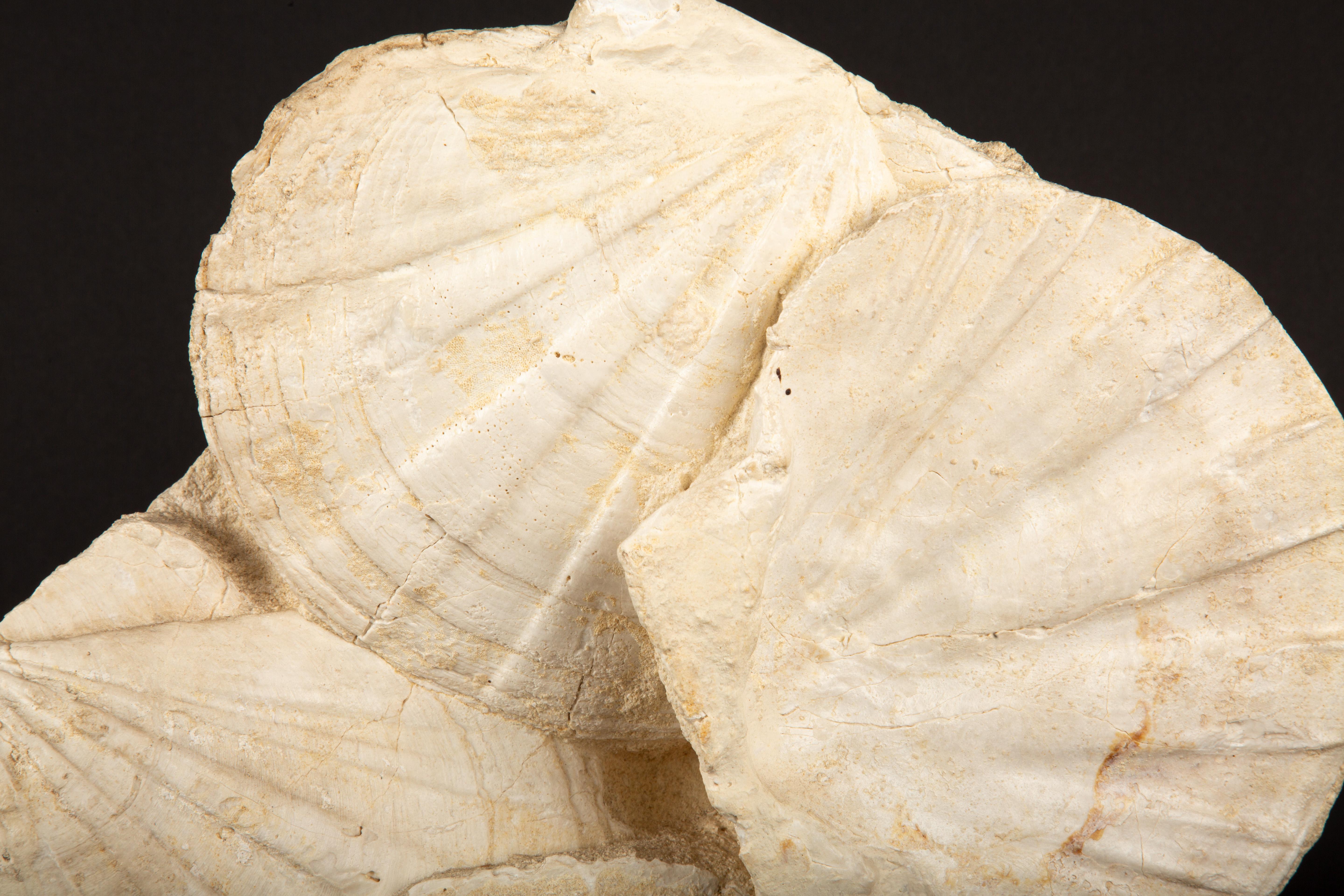18th Century and Earlier Timeless Elegance: Mounted Fossilized Scallops from Prehistoric Seas