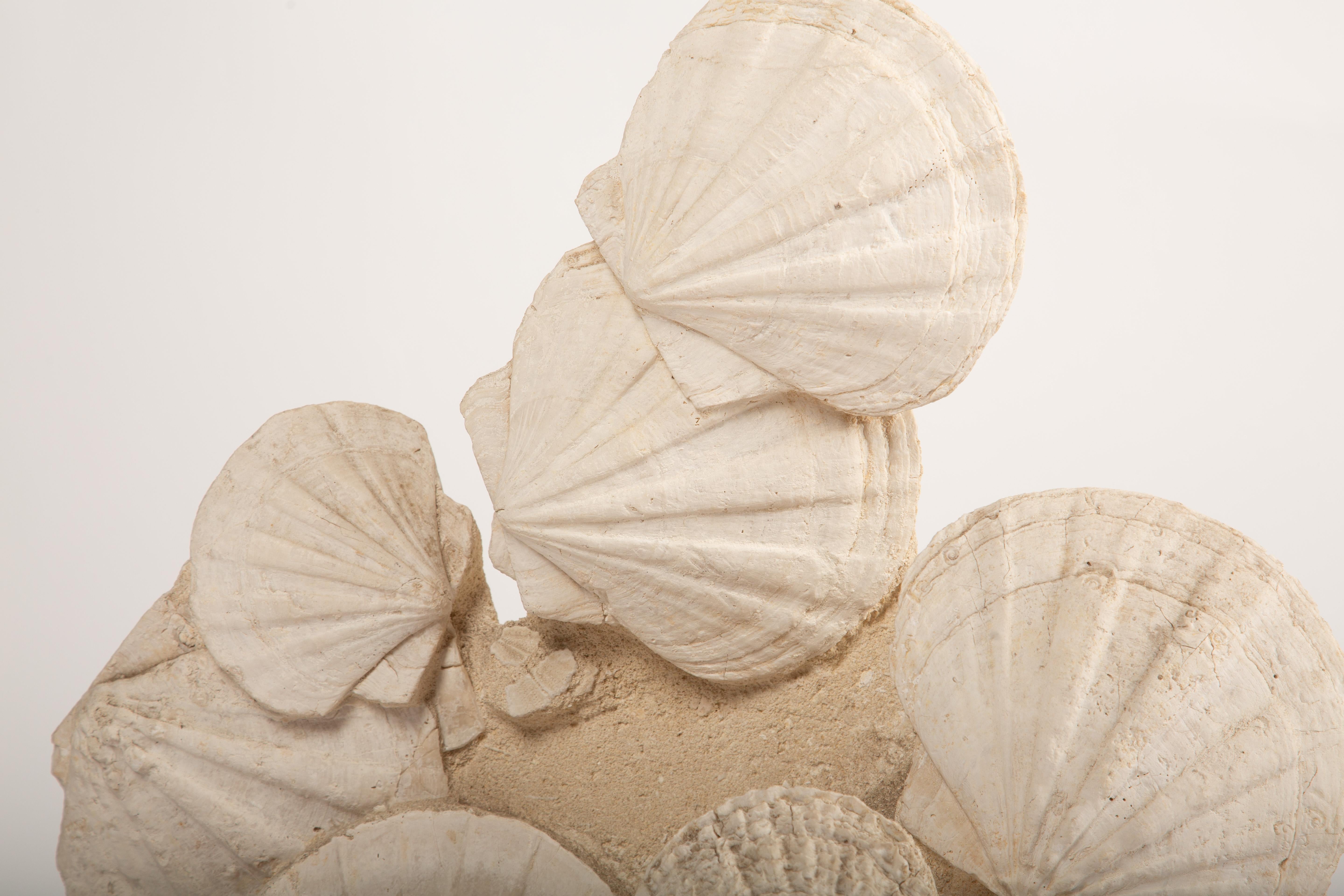 Fino al XVIII secolo Eleganza senza tempo: Capesante fossilizzate montate dei mari preistorici in vendita