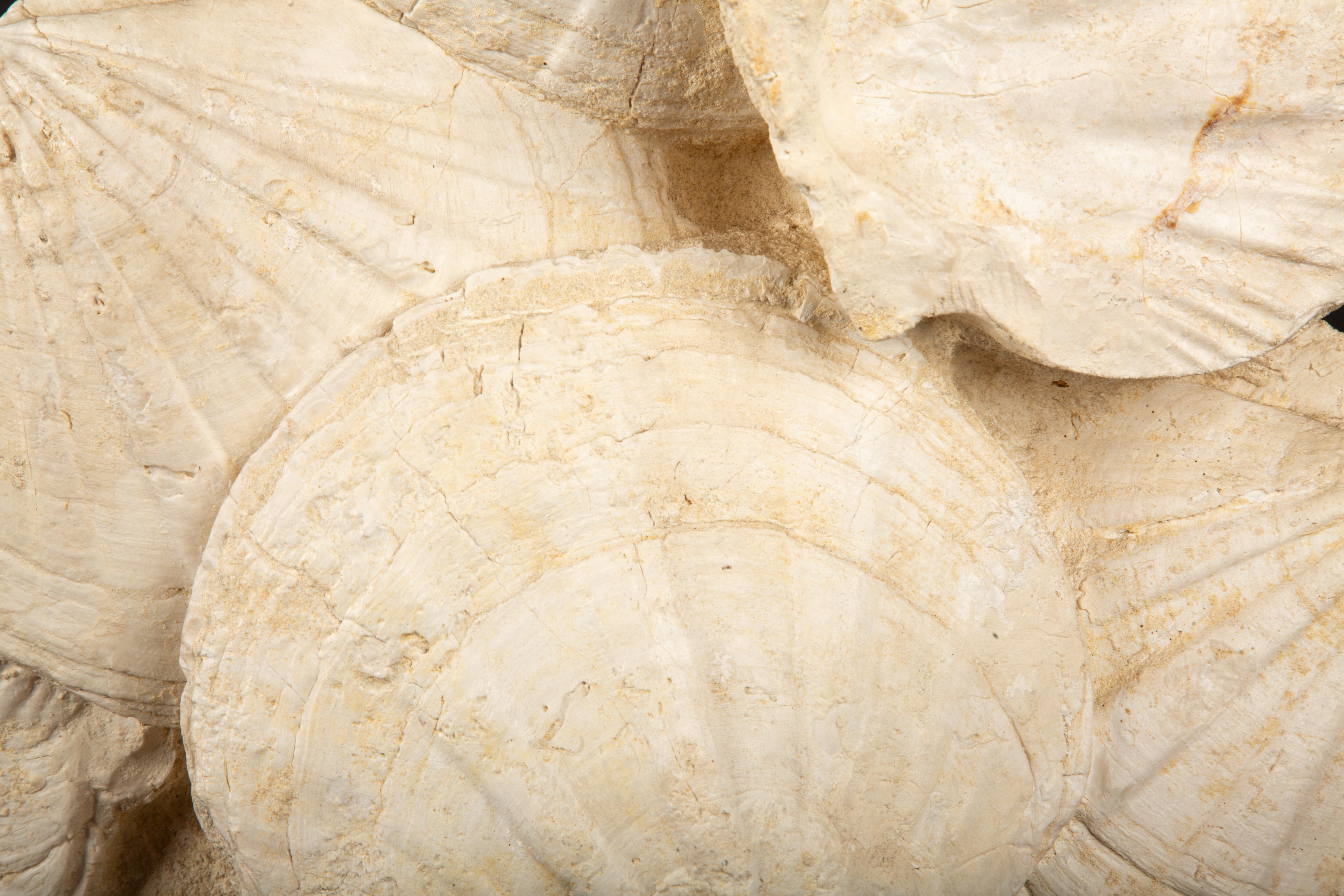 Stone Timeless Elegance: Mounted Fossilized Scallops from Prehistoric Seas