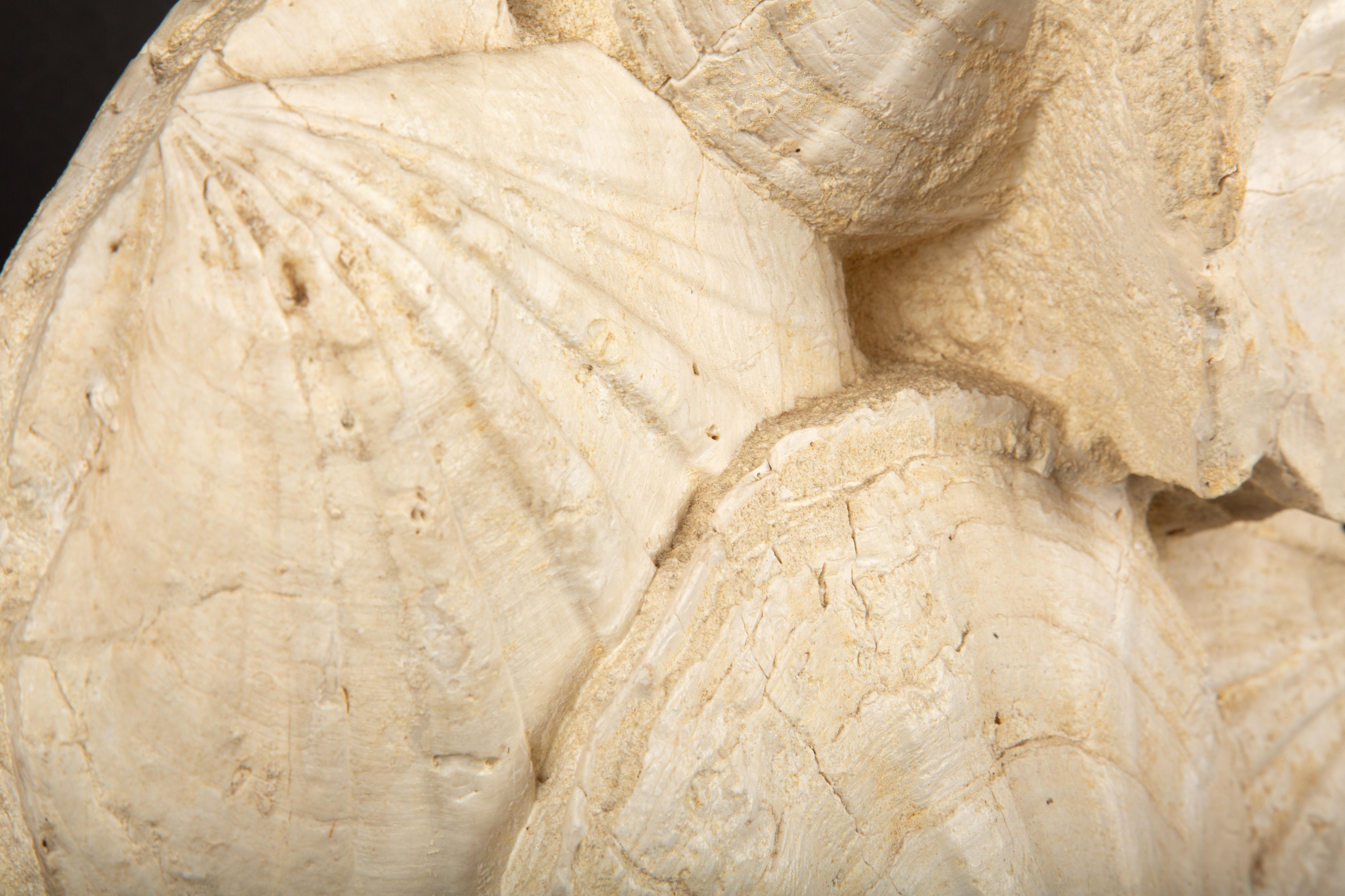 Timeless Elegance: Mounted Fossilized Scallops from Prehistoric Seas 1
