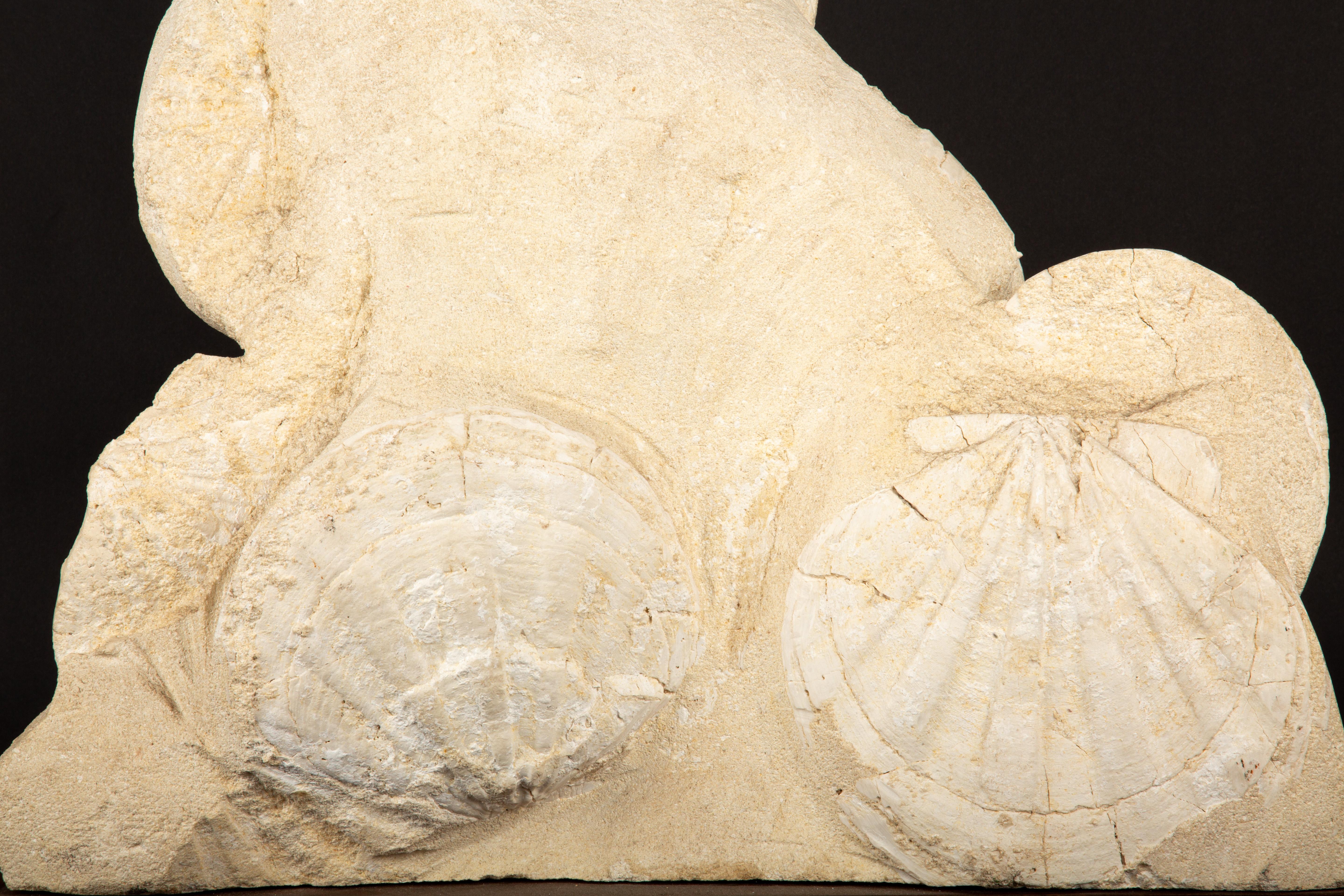 Timeless Elegance: Mounted Fossilized Scallops from Prehistoric Seas 2
