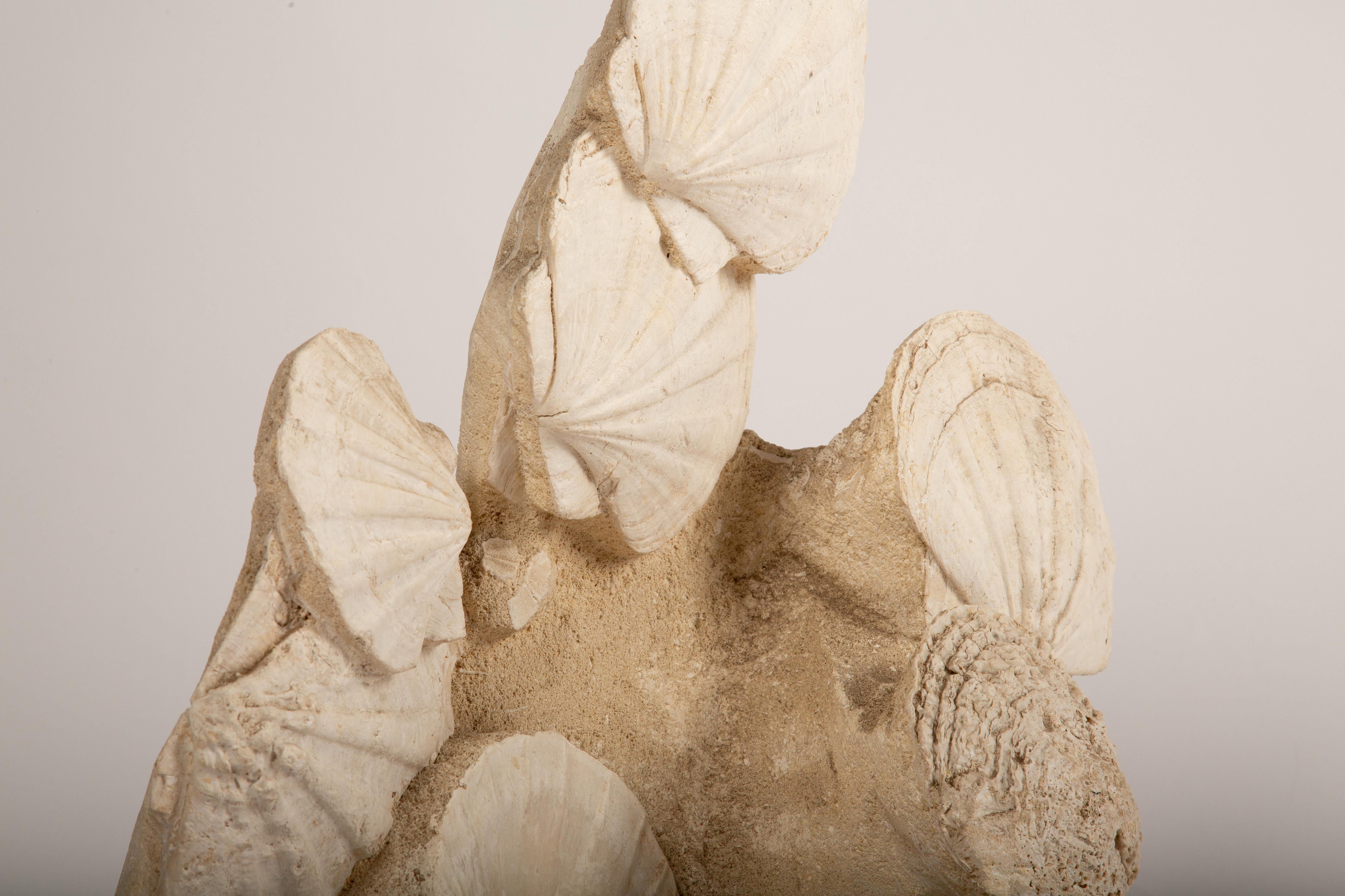 Eleganza senza tempo: Capesante fossilizzate montate dei mari preistorici in vendita 2