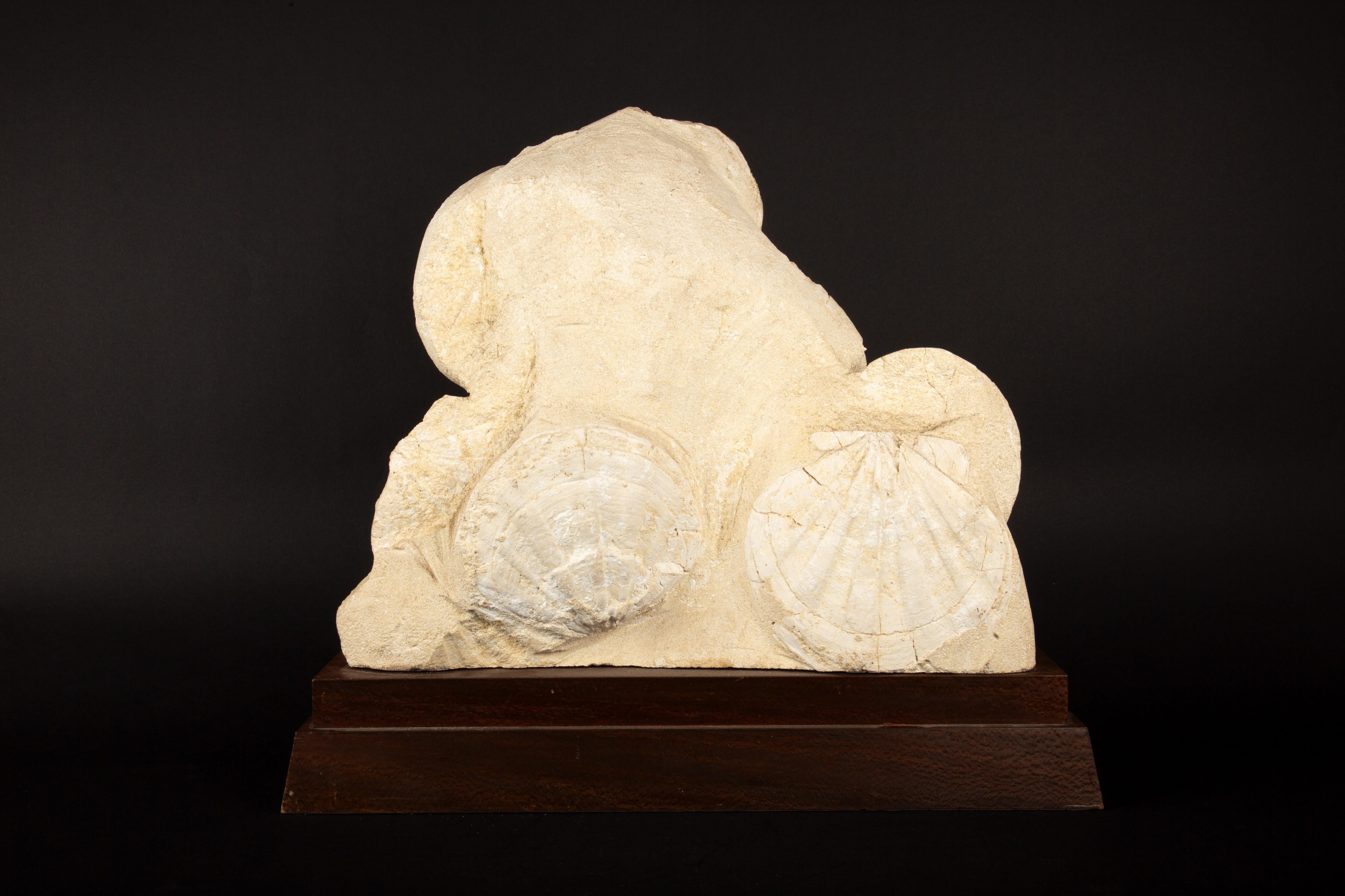 Timeless Elegance: Mounted Fossilized Scallops from Prehistoric Seas 3
