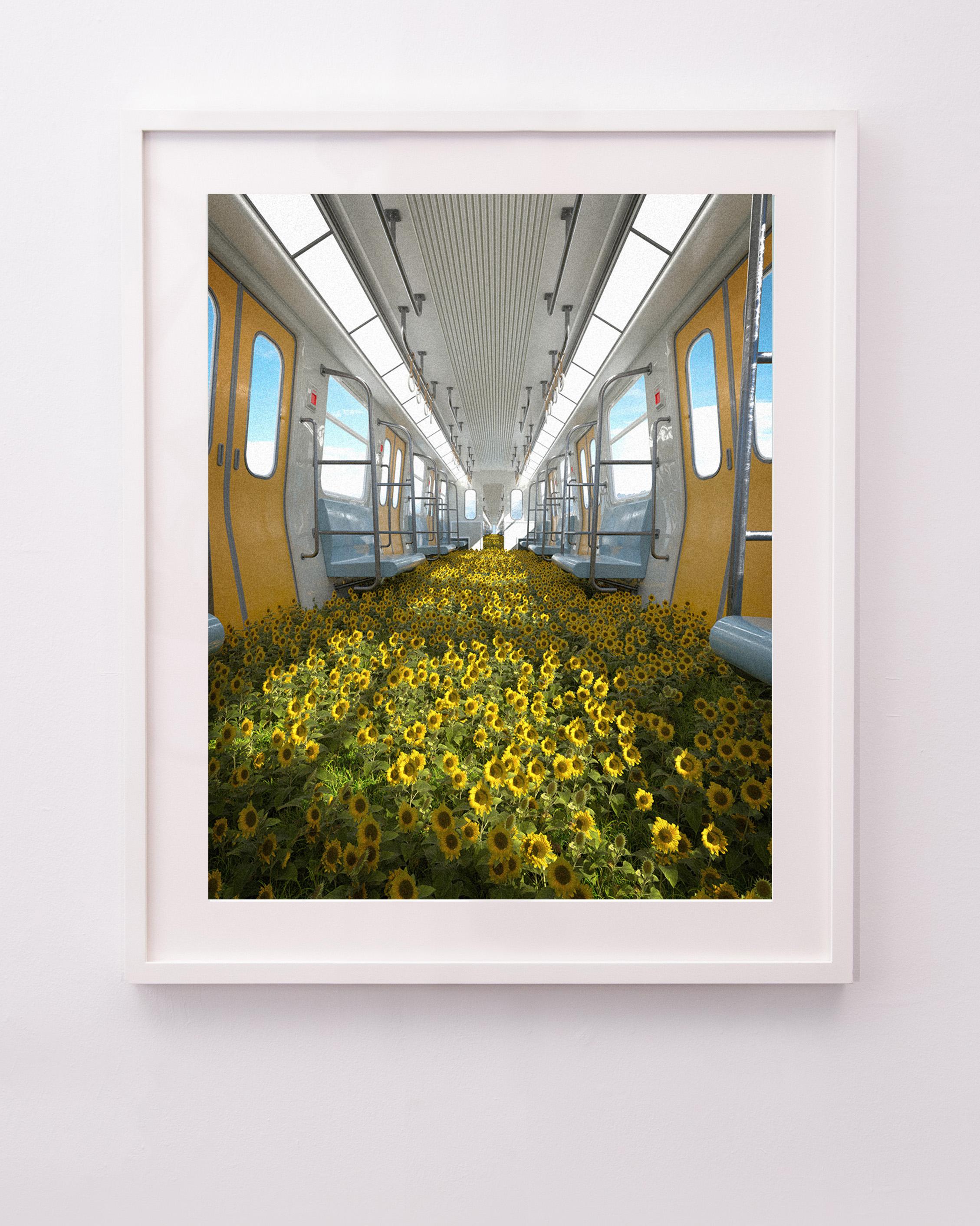 Sunflower Line - Photograph by Timo Helgert