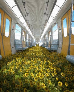 Sunflower Line