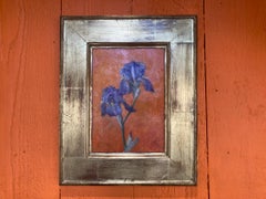 Bearded Iris