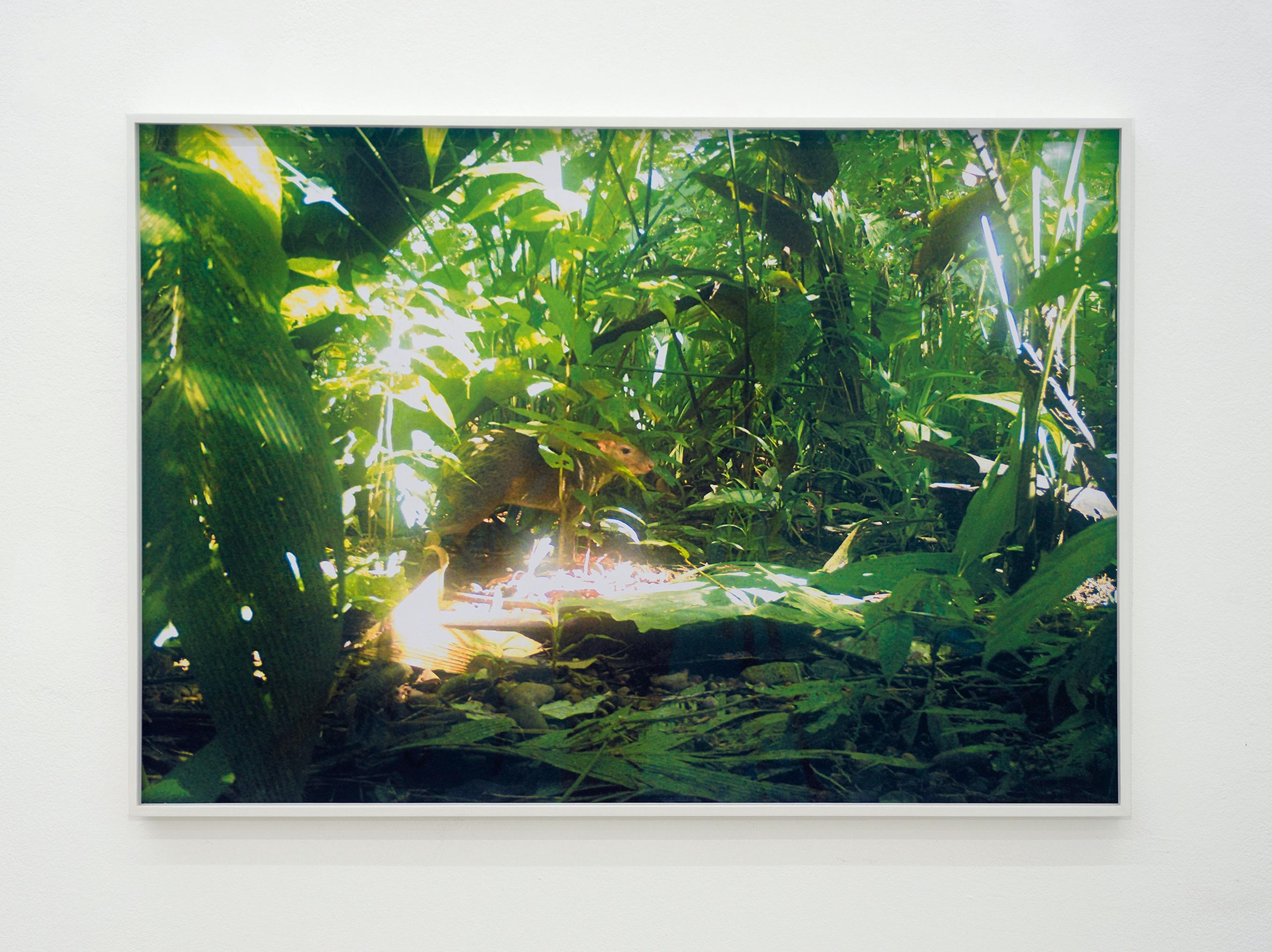 Kamerafalle (Aguti) Ed. 2/3 - Zeitgenössische Dschungel-Landschaftsfotografie  (Grün), Figurative Photograph, von Tina Ribarits