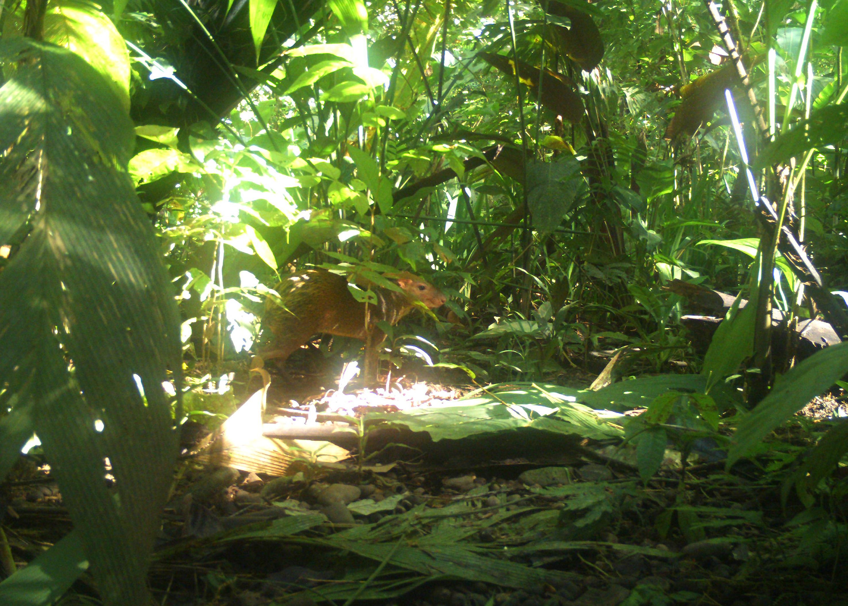 Tina Ribarits Color Photograph - camera trap (Aguti) Ed. 2/3 - Contemporary Jungle Landscape Photography 