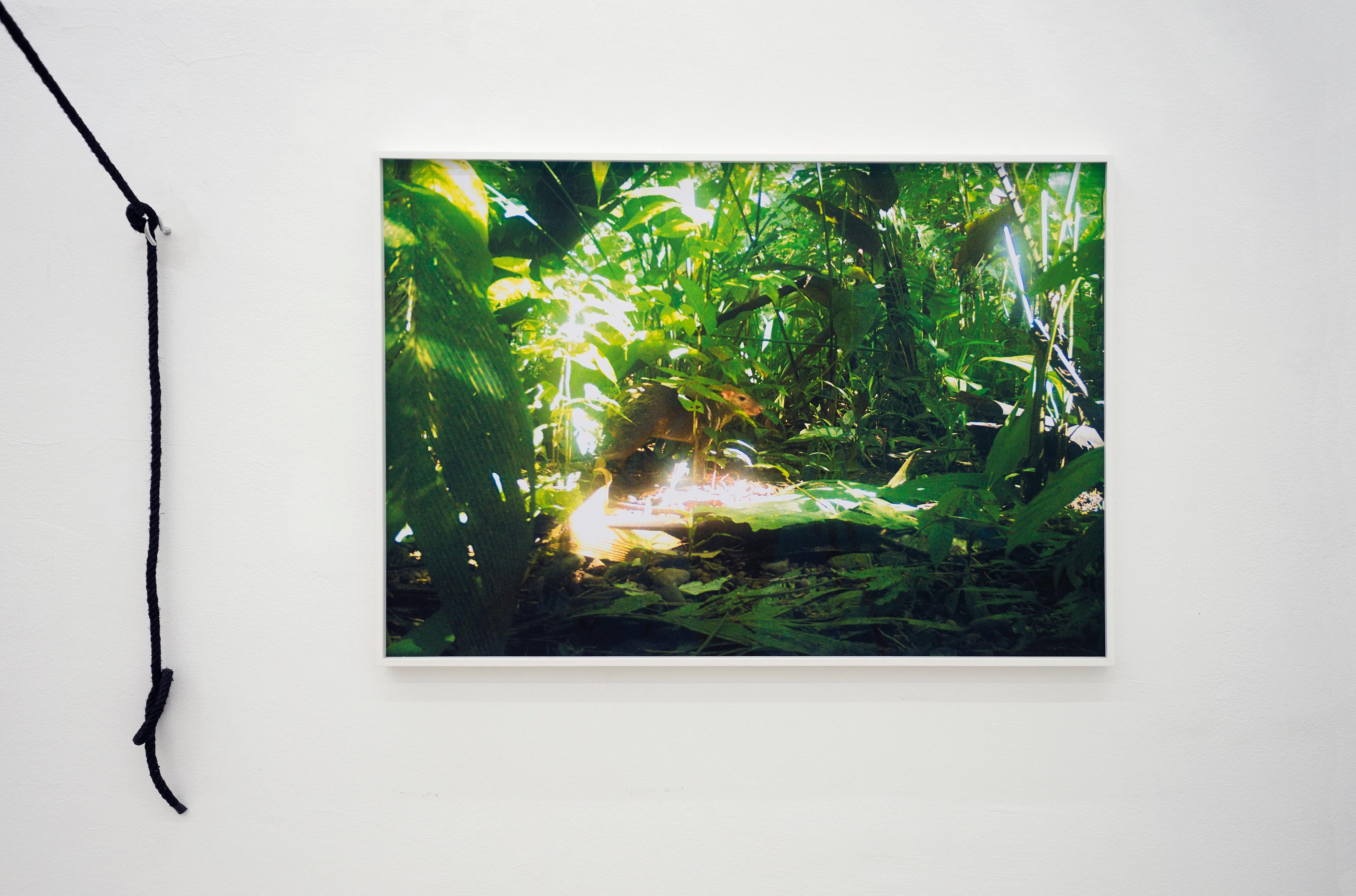 camera trap (Aguti) Ed. 3/3 - Contemporary Color Landscape Jungle Photography For Sale 2