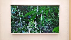 camera trap (Wild Turkey) - 21st Century Color Landscape Photography