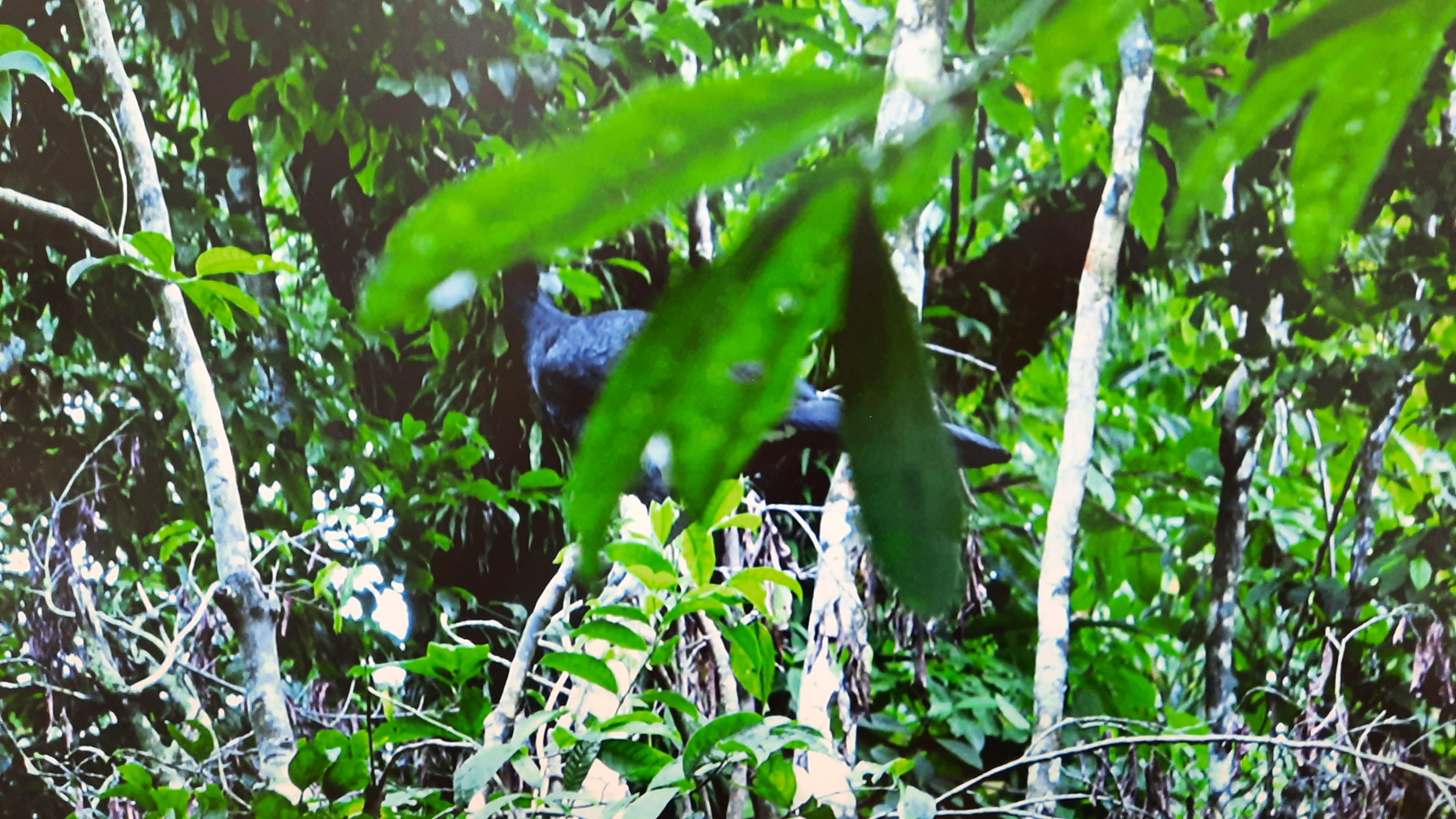 Kamerafalle (Wild Turkey) - 21st Century Color Landscape Photography Dschungel 
Ausgabe 2/3+2 AP
Der Druck ist gerahmt, signiert und nummeriert.

Tina Ribarits arbeitet mit einem konzeptionellen Ansatz in einer Vielzahl von Medien, darunter
