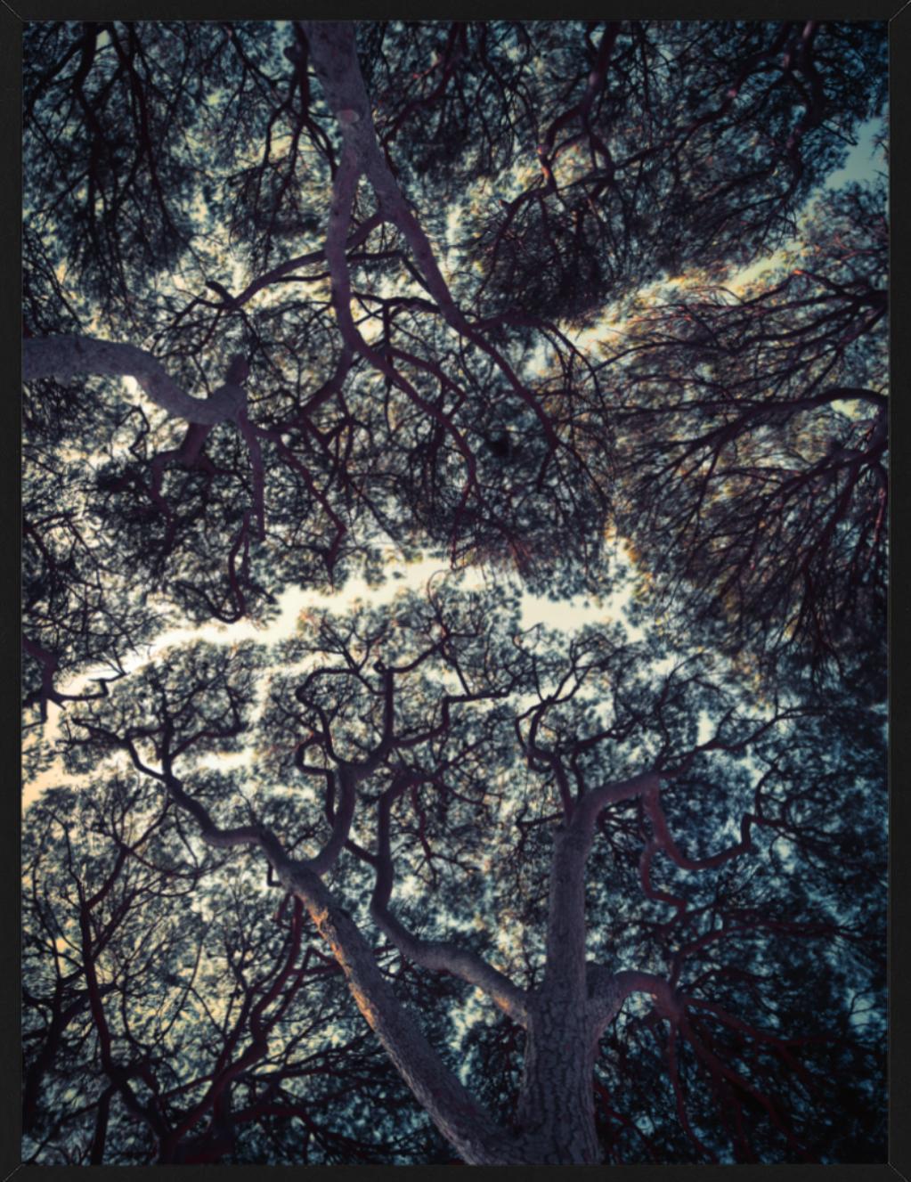 Trees of Antibes – Stillleben mit dunkelgrünen Baumaufsätzen und blauem Himmel – Photograph von Tina Trumpp