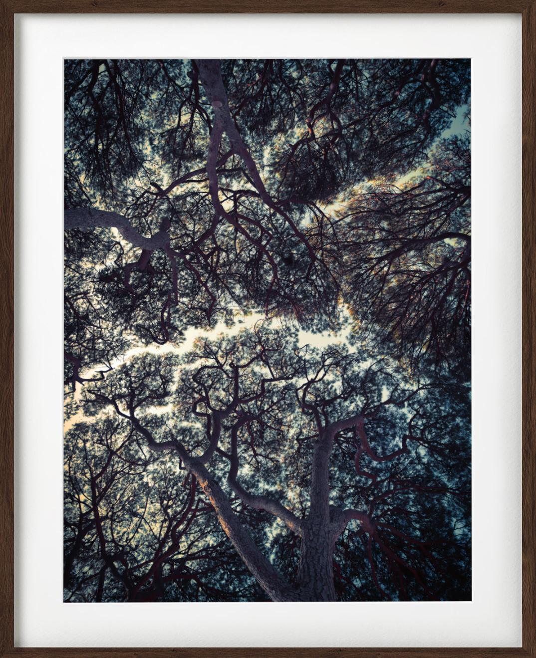 Trees of Antibes – Stillleben mit dunkelgrünen Baumaufsätzen und blauem Himmel (Zeitgenössisch), Photograph, von Tina Trumpp
