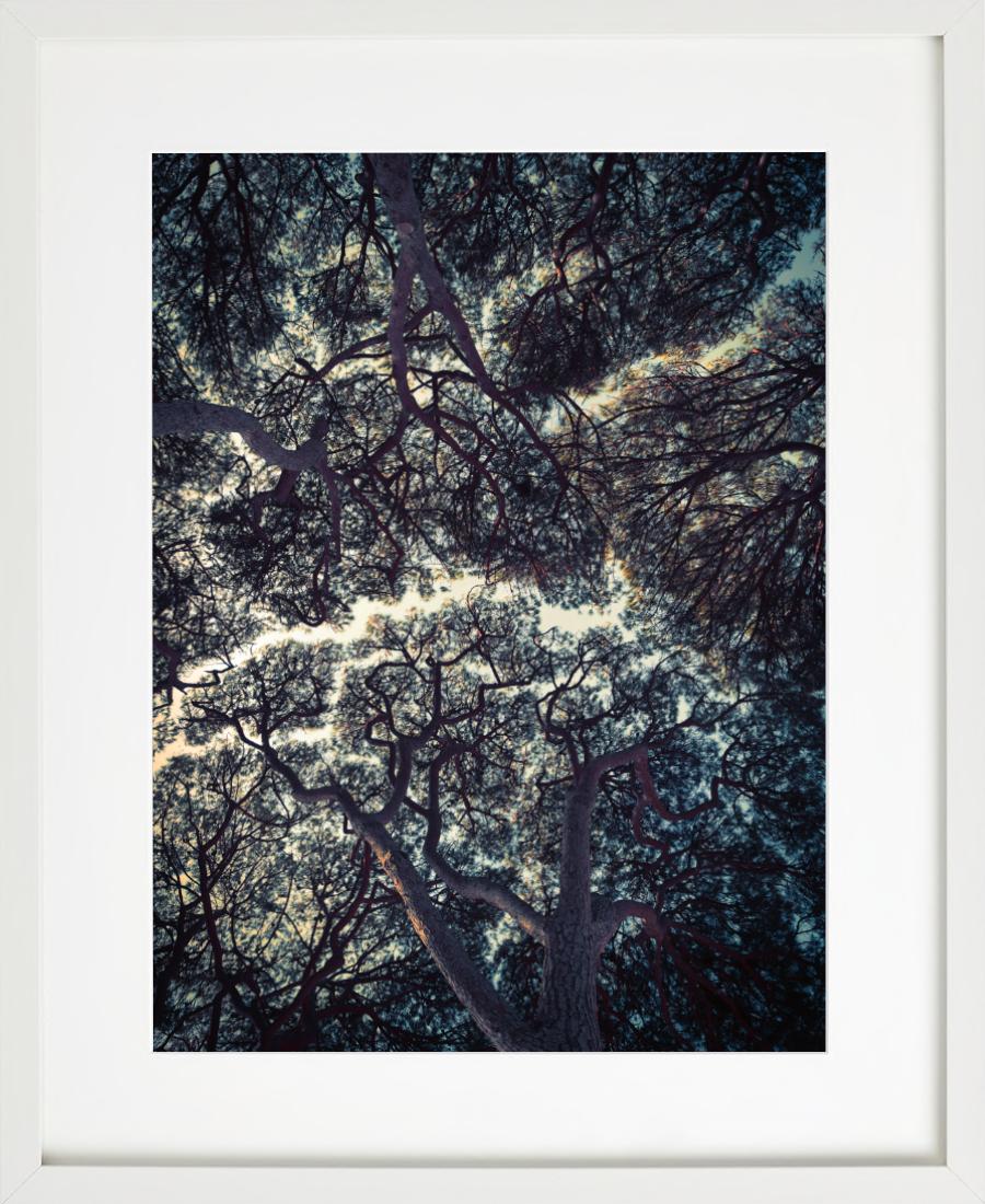 Trees of Antibes – Stillleben mit dunkelgrünen Baumaufsätzen und blauem Himmel im Angebot 1